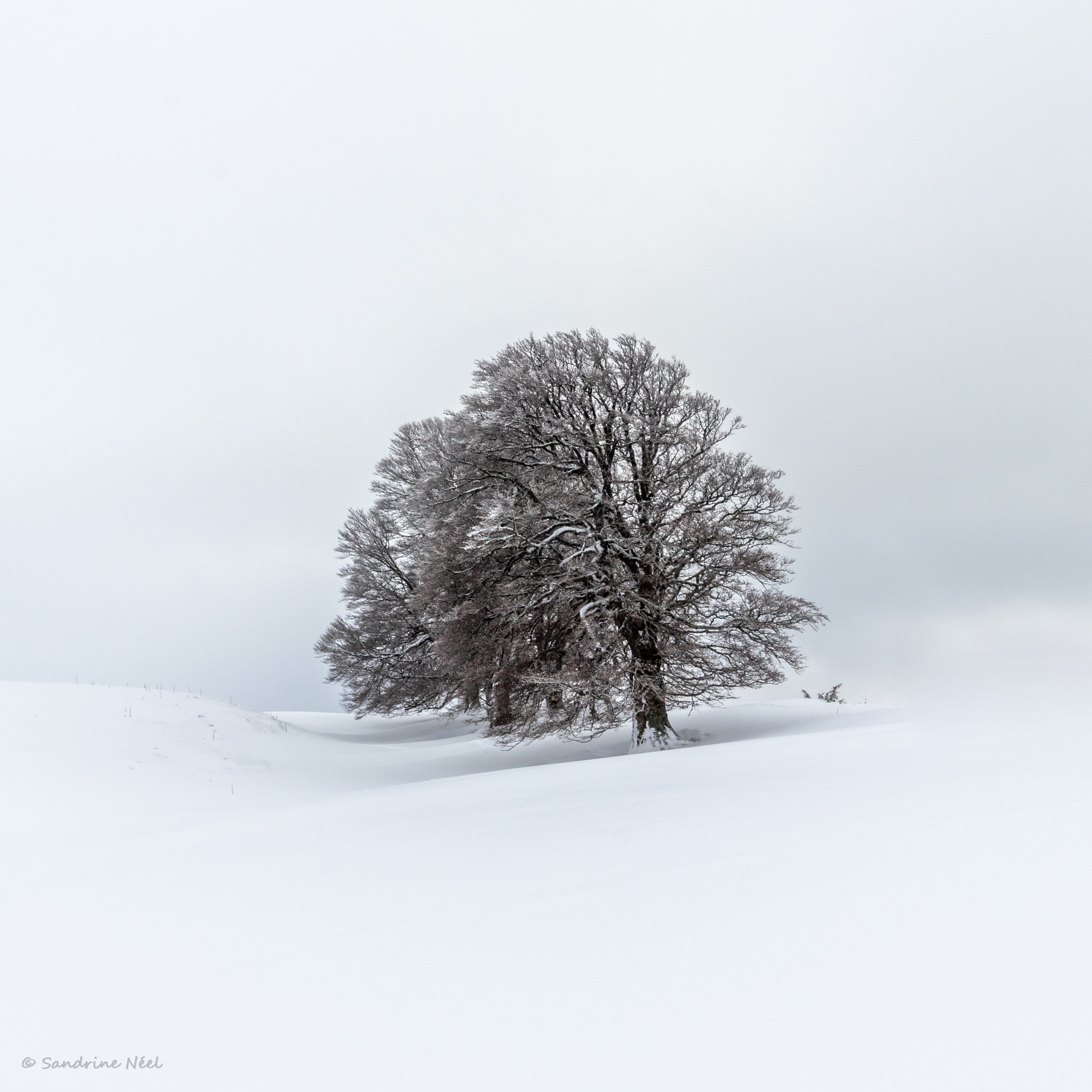 PCデスクトップに冬, 自然, 木, 雪, フィールド, 畑, 風景画像を無料でダウンロード