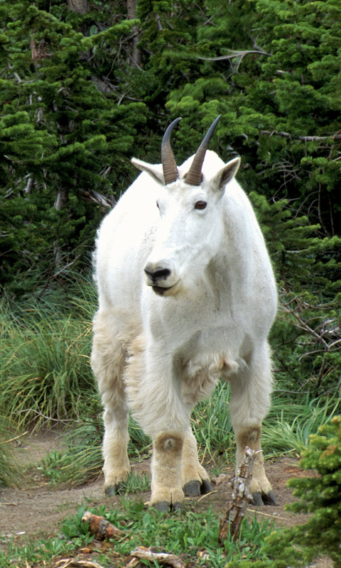 Download mobile wallpaper Animal, Mountain Goat for free.