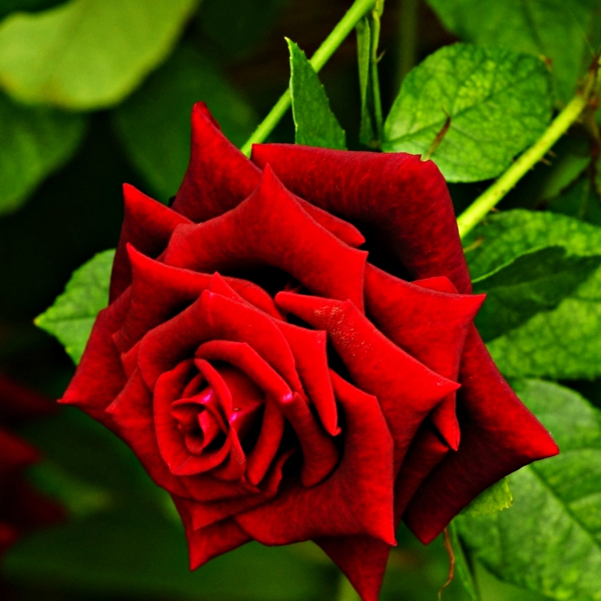 Free download wallpaper Nature, Flowers, Flower, Rose, Earth, Spring, Red Rose, Red Flower on your PC desktop