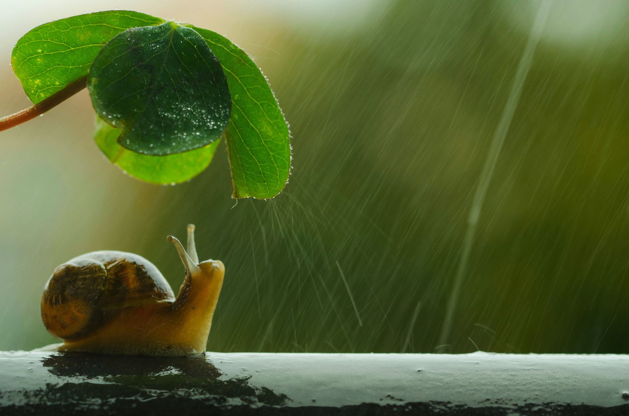 Free download wallpaper Rain, Insect, Animal, Snail on your PC desktop