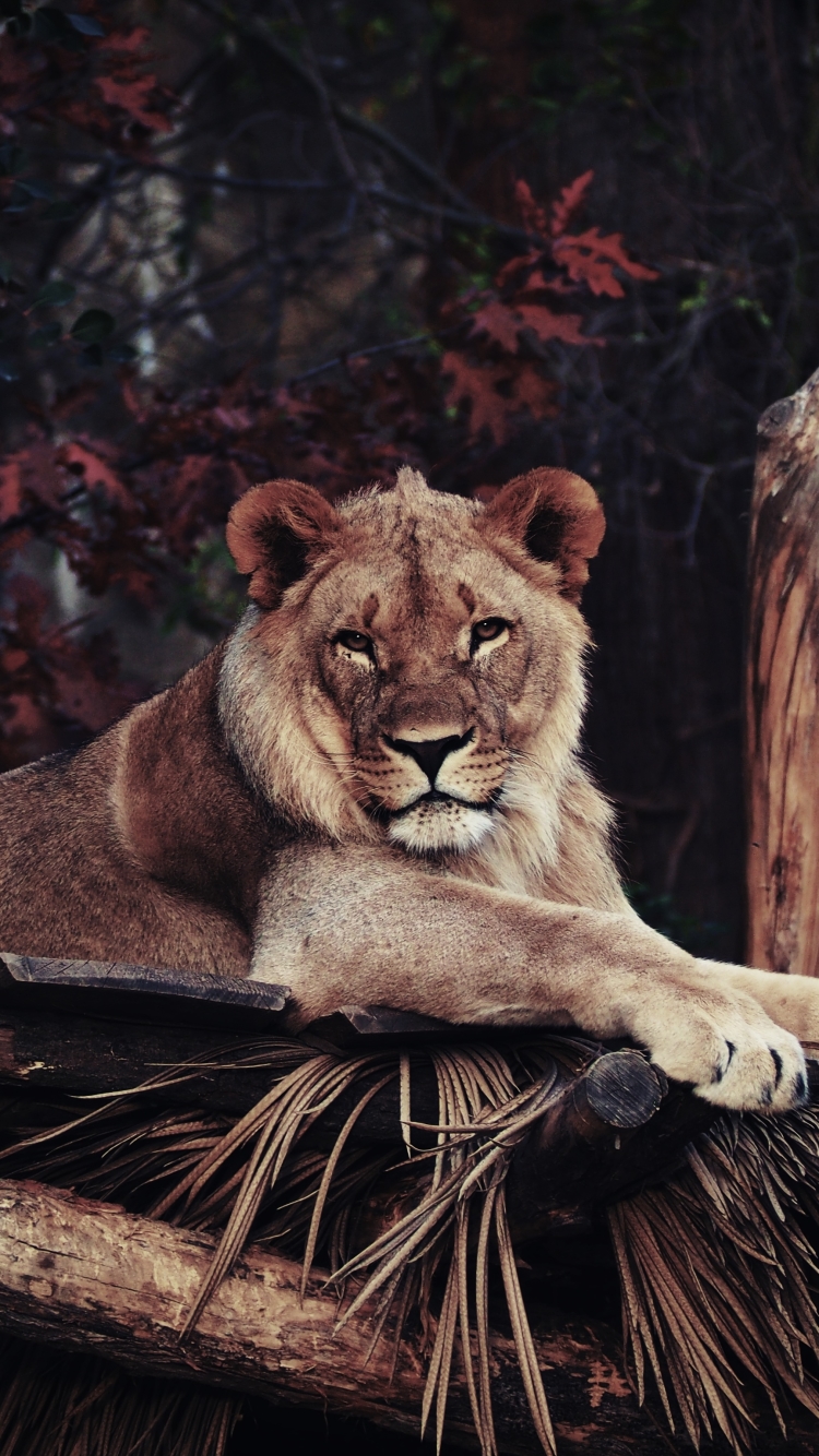 Download mobile wallpaper Cats, Lion, Animal, Zoo, Stare for free.