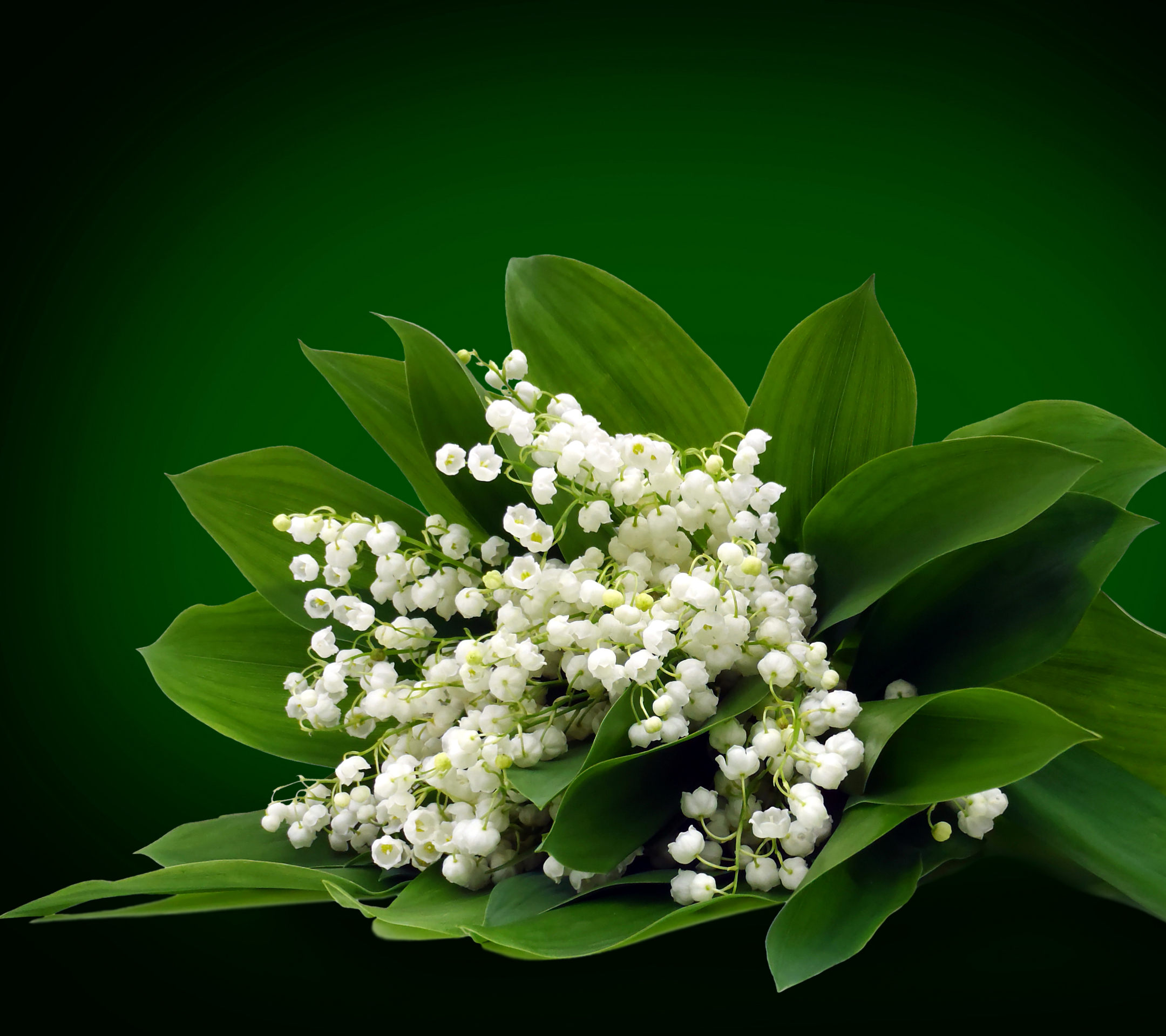 Free download wallpaper Nature, Flowers, Lily Of The Valley, Flower, Earth on your PC desktop