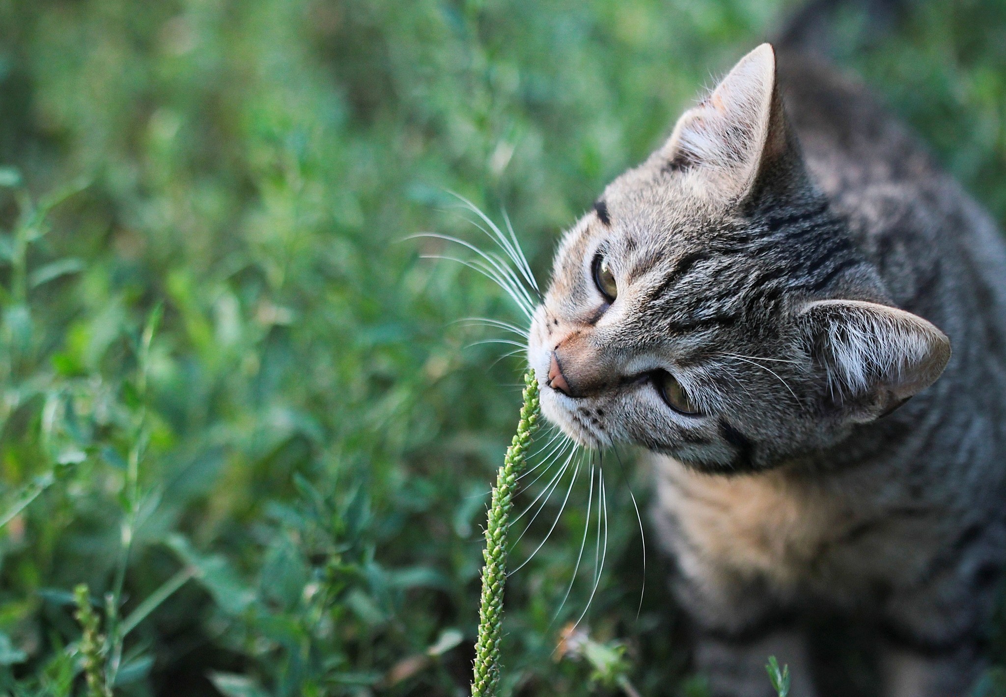 Baixe gratuitamente a imagem Animais, Gatos, Gato na área de trabalho do seu PC