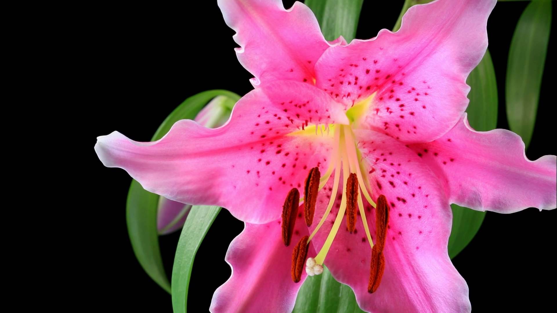 Melhores papéis de parede de Lírio Rosa para tela do telefone