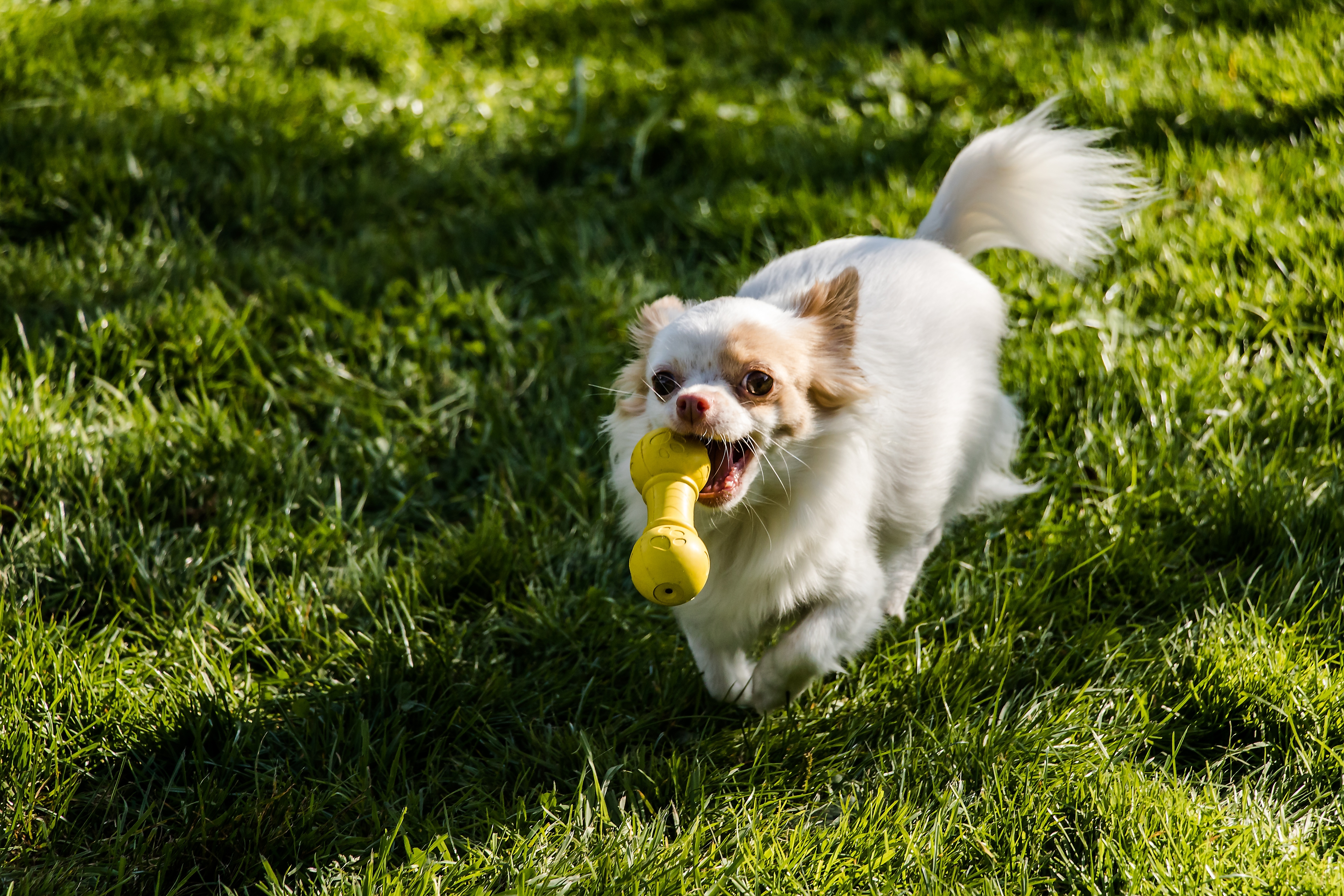 Free download wallpaper Grass, Dog, Stroll, Chihuahua, Animals, Toy on your PC desktop
