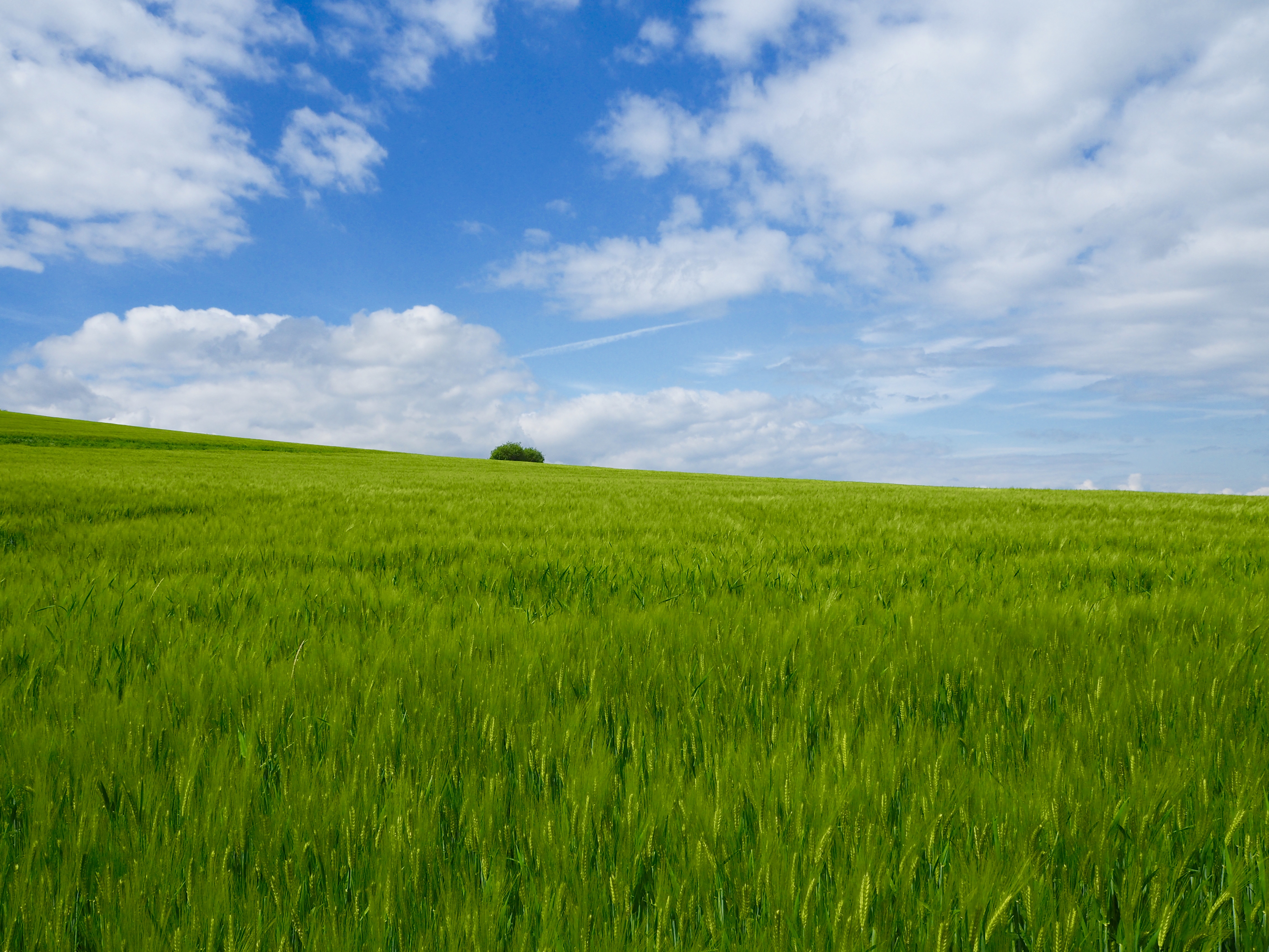 Free download wallpaper Grass, Sky, Bush, Horizon, Nature, Field on your PC desktop