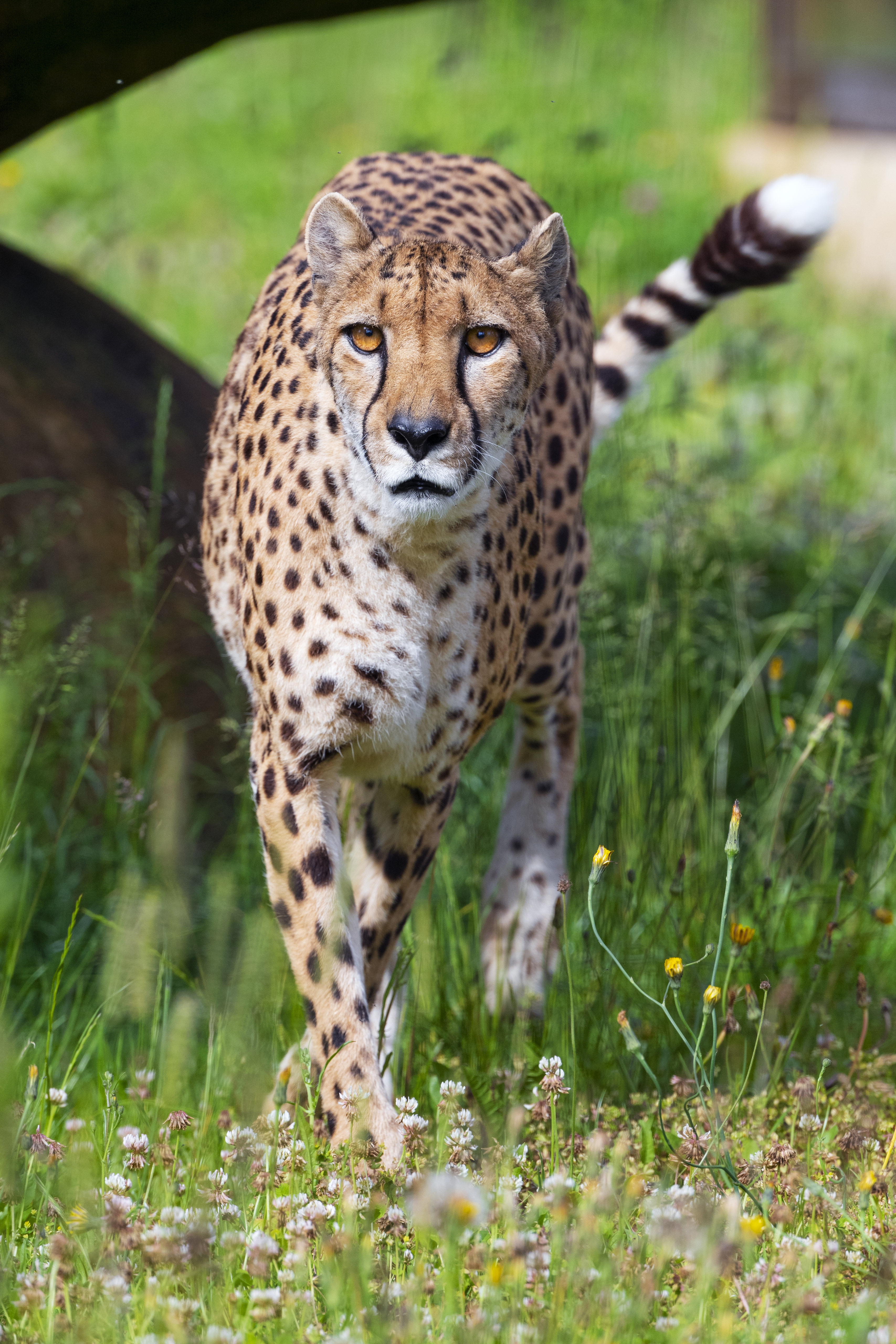 cheetah, animals, flowers, predator, big cat, sight, opinion wallpaper for mobile