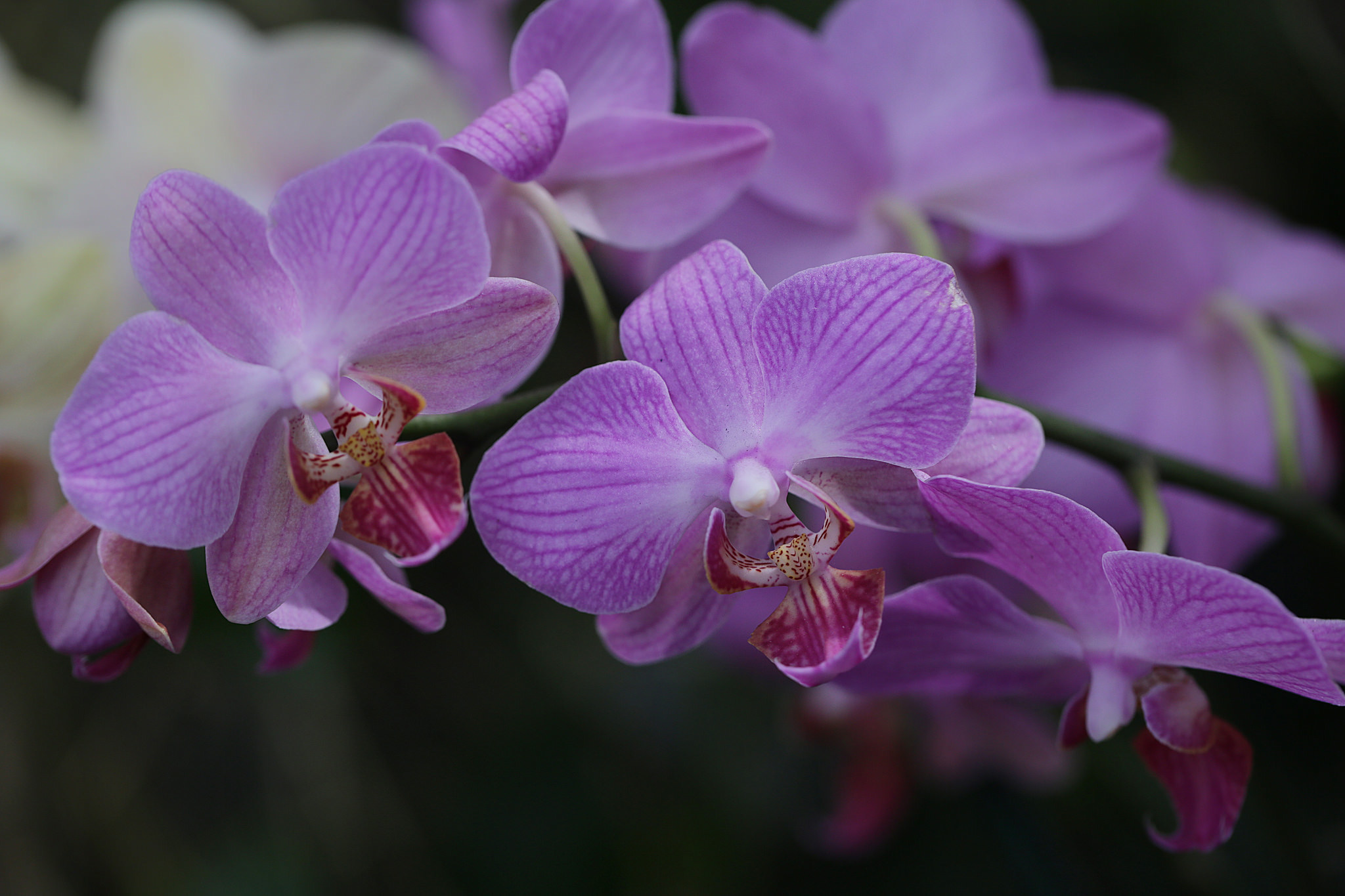 Free download wallpaper Flowers, Flower, Close Up, Earth, Orchid, Purple Flower on your PC desktop