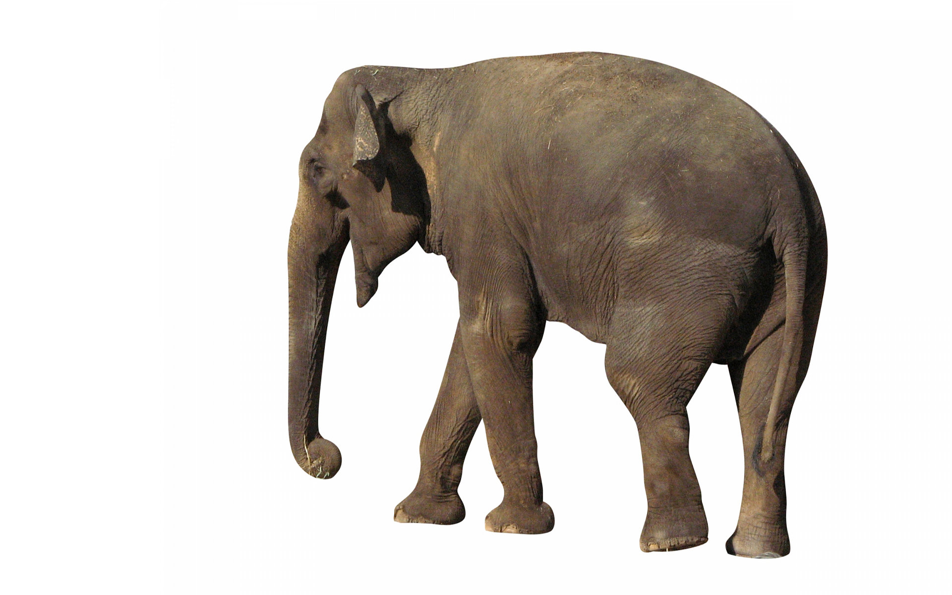 224130 Bild herunterladen tiere, asiatischer elefant, elefanten - Hintergrundbilder und Bildschirmschoner kostenlos