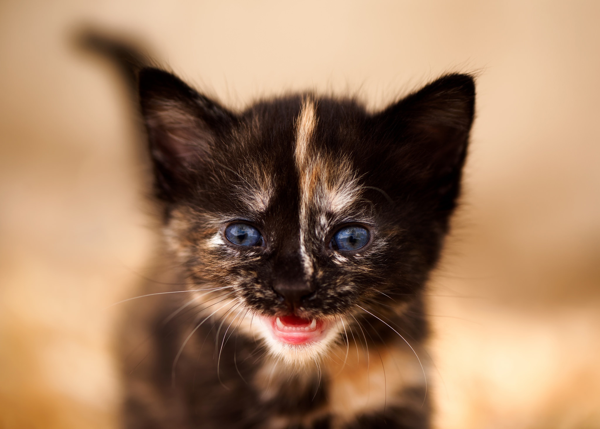 Baixe gratuitamente a imagem Animais, Gatos, Gato, Gatinho, Animal Bebê na área de trabalho do seu PC