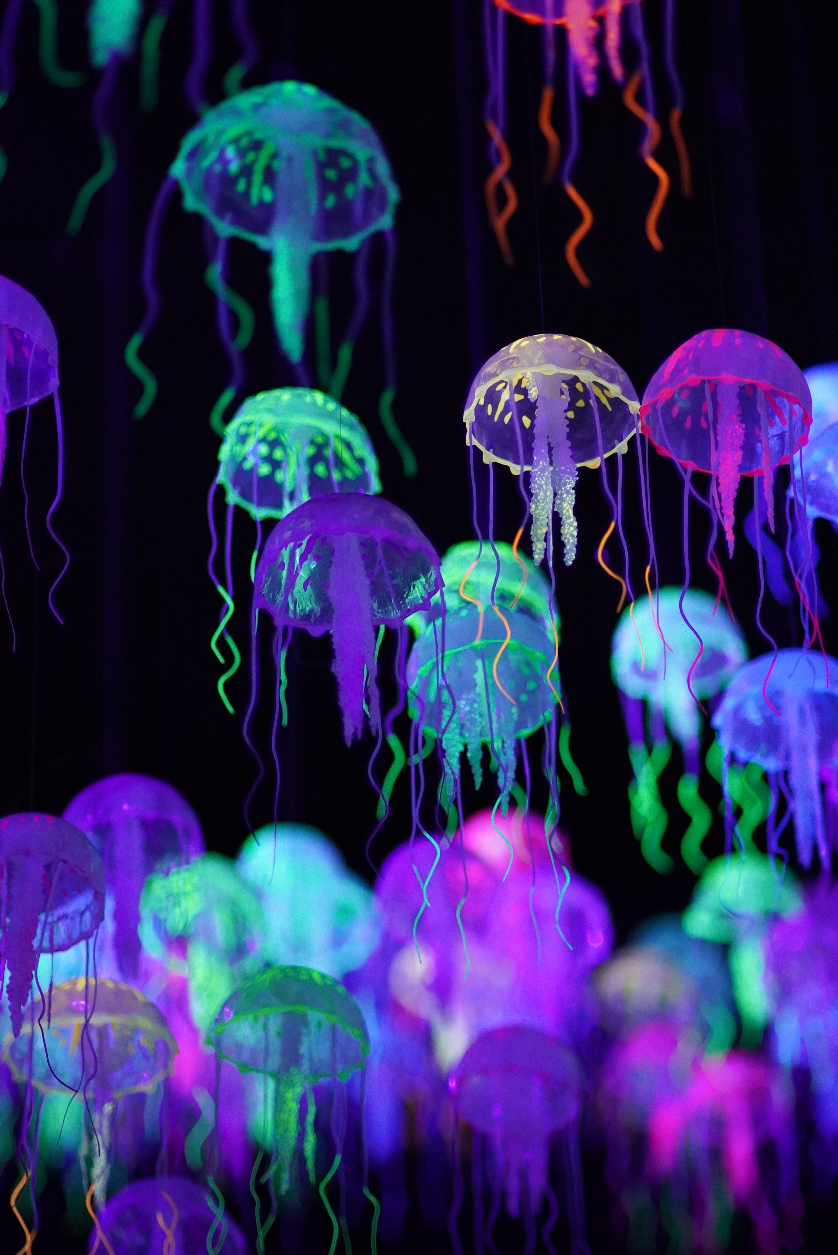 128945 Hintergrundbild herunterladen glühen, tiere, jellyfish, mehrfarbig, motley, glow, lumineszenz - Bildschirmschoner und Bilder kostenlos