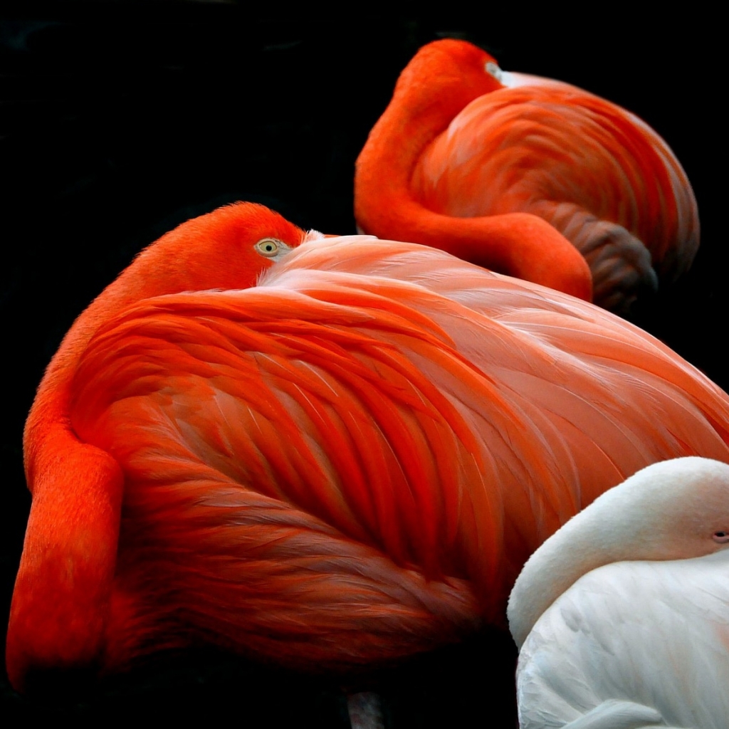 Download mobile wallpaper Birds, Flamingo, Animal for free.