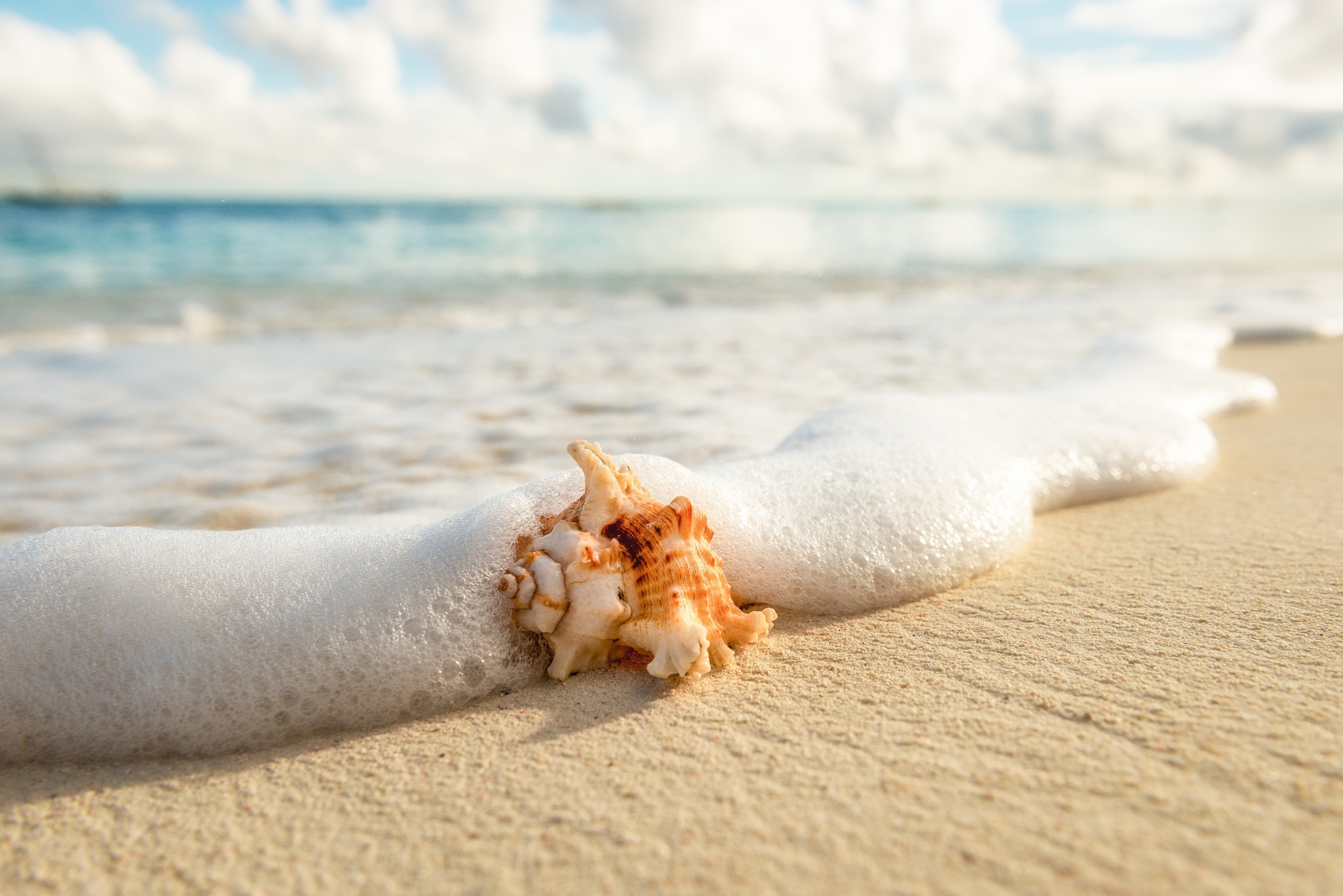 Laden Sie das Sand, Nahansicht, Schaum, Muschel, Erde/natur-Bild kostenlos auf Ihren PC-Desktop herunter