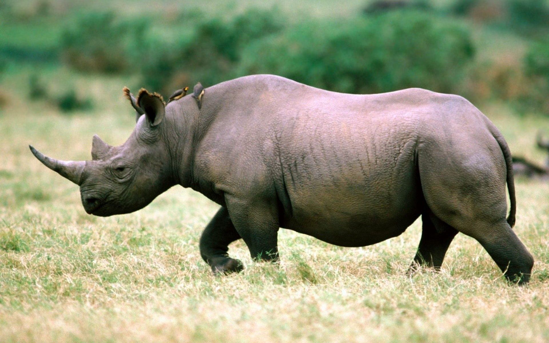 Download mobile wallpaper Grass, Stroll, Sky, Animals, Rhinoceros for free.