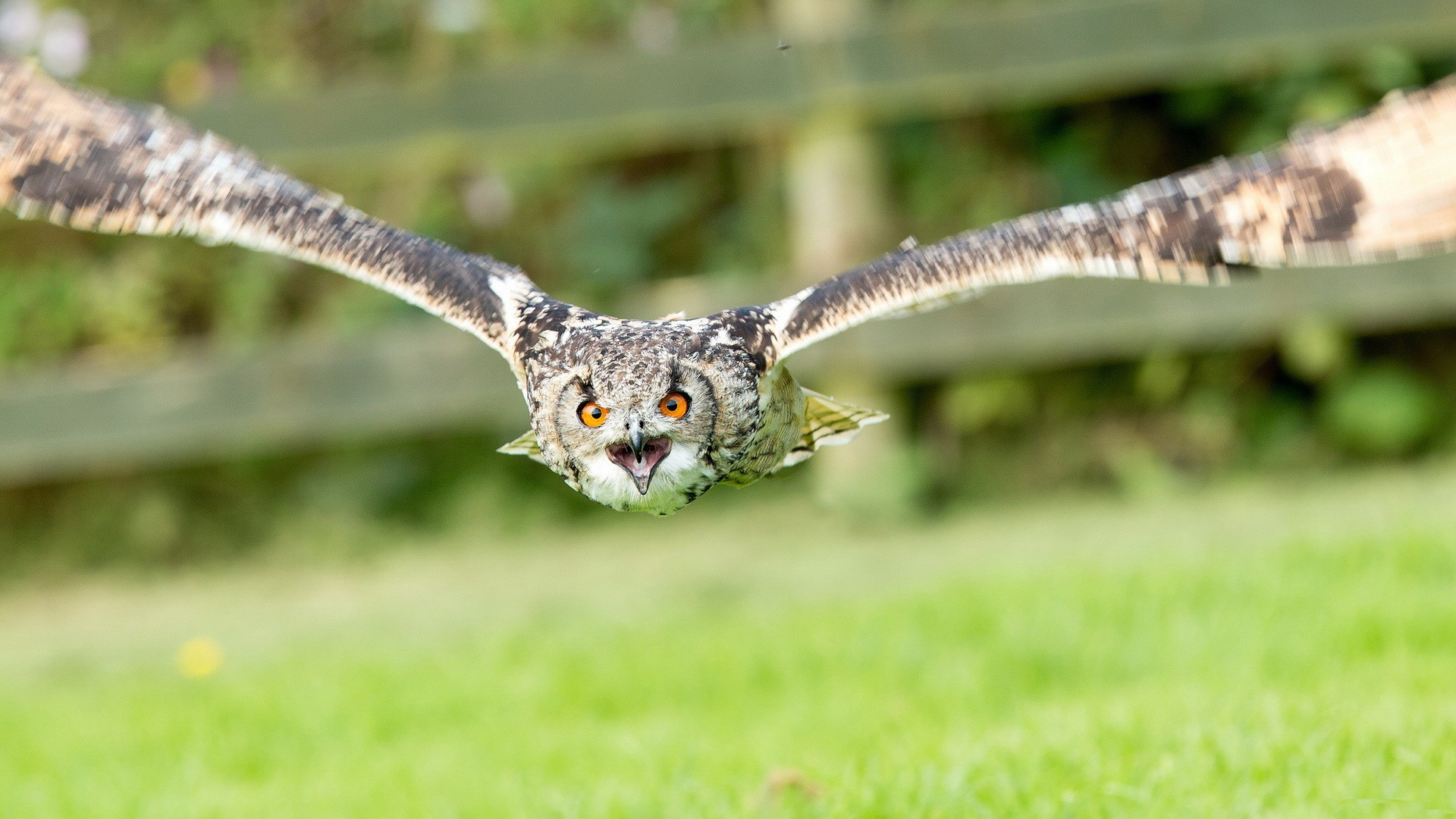 Download mobile wallpaper Owl, Birds, Animal for free.