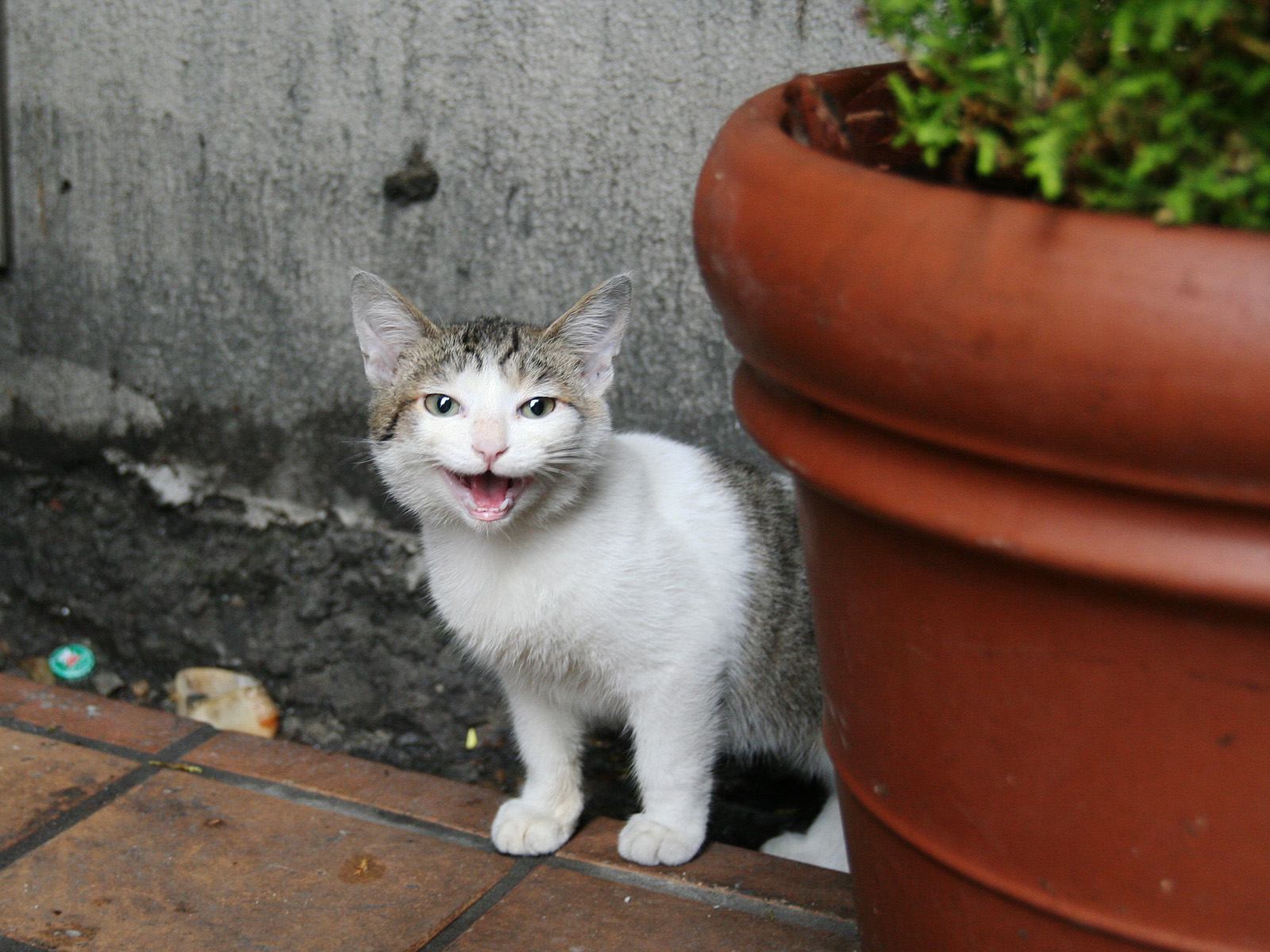 208697 Protetores de tela e papéis de parede Gatos em seu telefone. Baixe  fotos gratuitamente