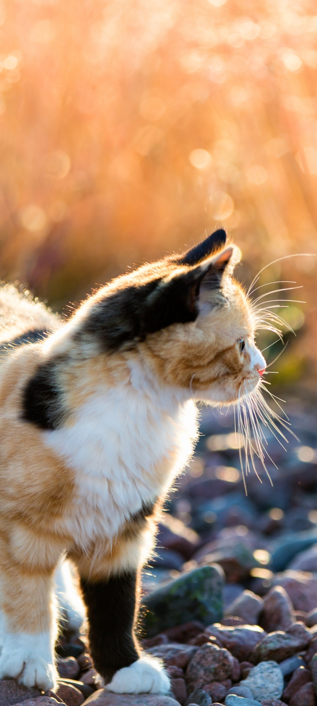 Descarga gratuita de fondo de pantalla para móvil de Gato, Gatos, Animales.