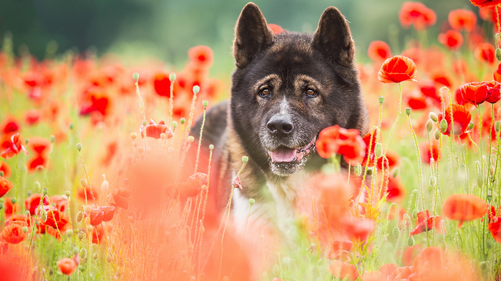 Laden Sie das Tiere, Hunde, Mohn, Sommer, Blume, Hund, Akita, Rote Blume-Bild kostenlos auf Ihren PC-Desktop herunter