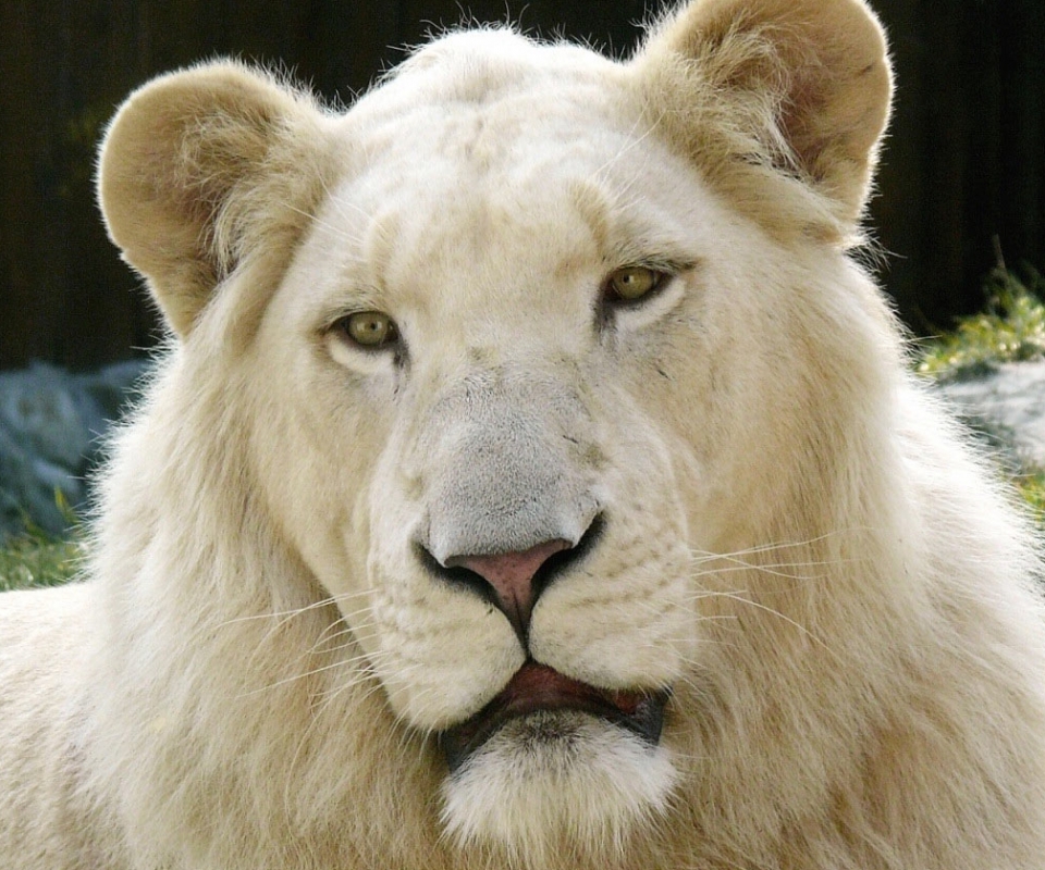 Baixe gratuitamente a imagem Animais, Leão, Leão Branco na área de trabalho do seu PC