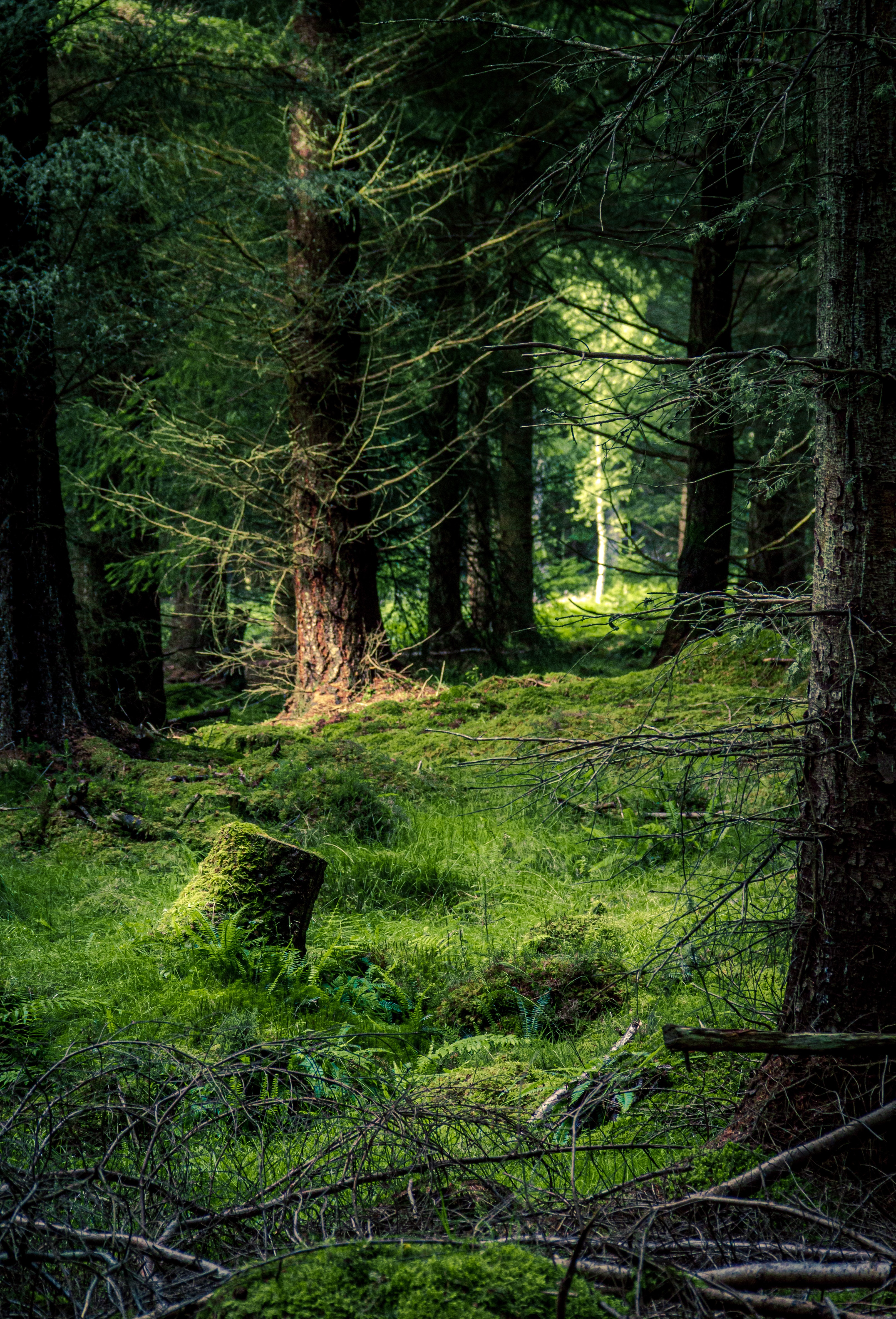 PCデスクトップに自然, 木, 松, 草, 森林, 森画像を無料でダウンロード