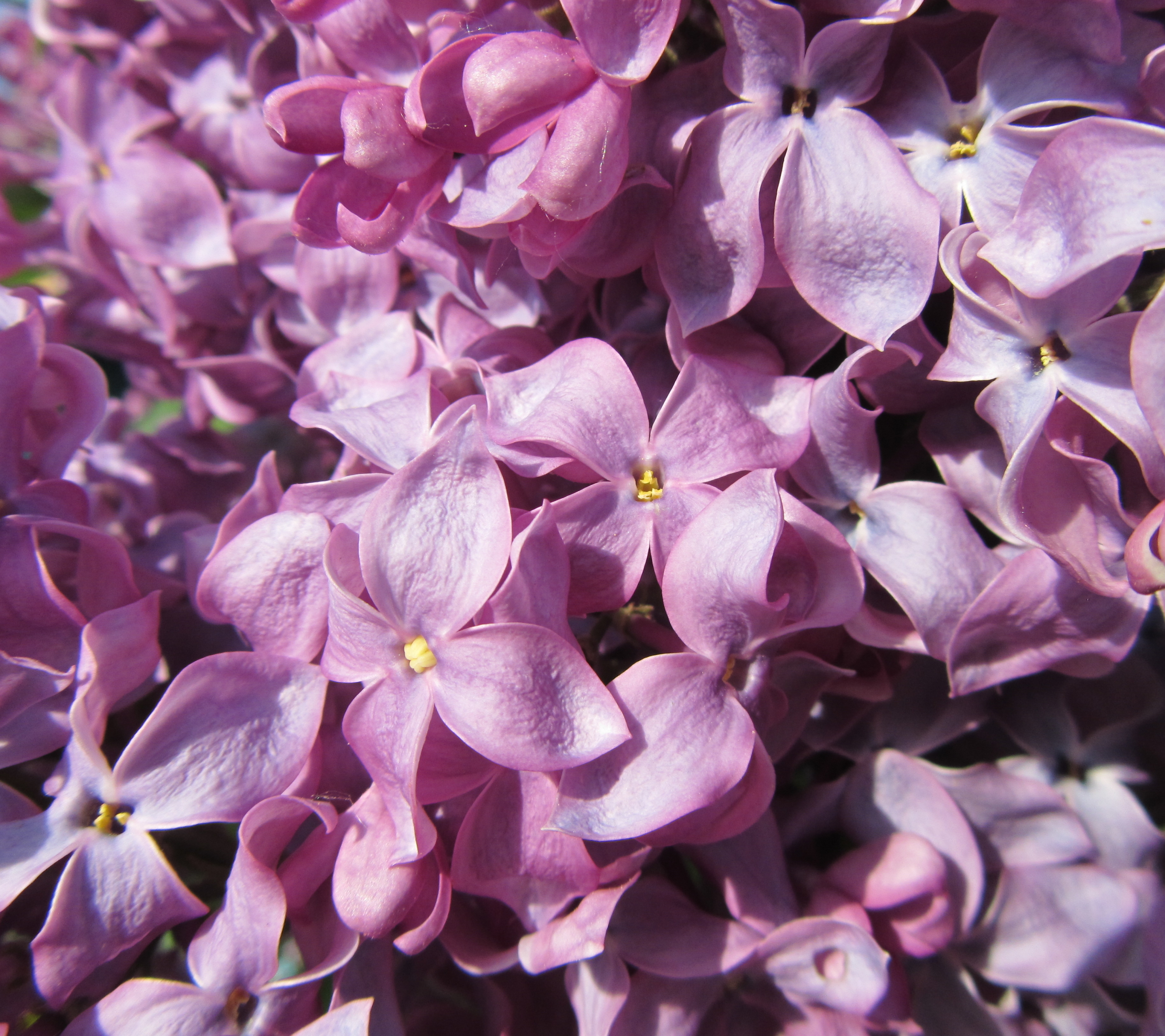 Descarga gratuita de fondo de pantalla para móvil de Flores, Flor, Tierra/naturaleza.