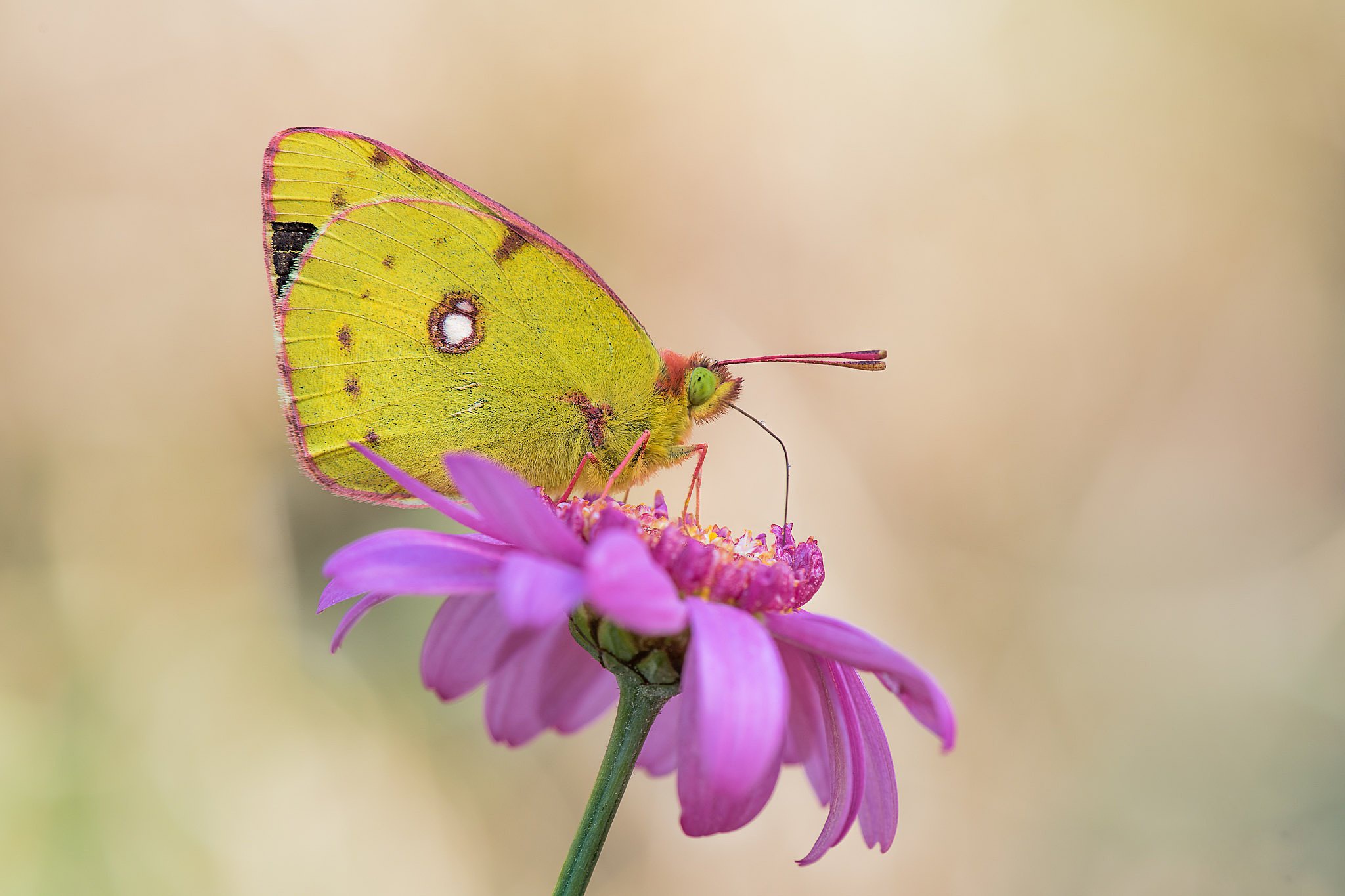 Téléchargez gratuitement l'image Animaux, Fleur, Macro, Insecte, Papillon sur le bureau de votre PC