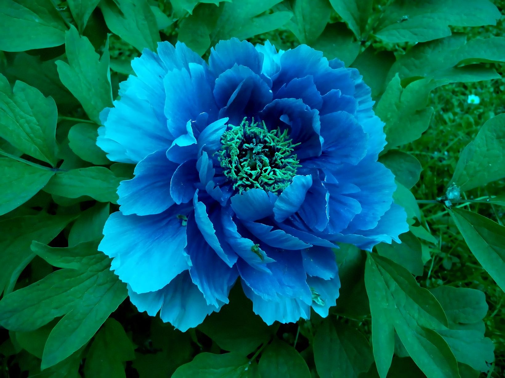 PCデスクトップにフラワーズ, 葉, 花, 地球, 青い花画像を無料でダウンロード
