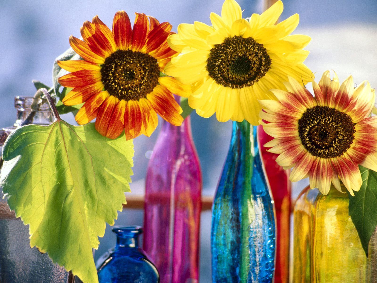 123356 скачать обои подсолнухи, цветы, свет, яркие, листок, бутылки - заставки и картинки бесплатно