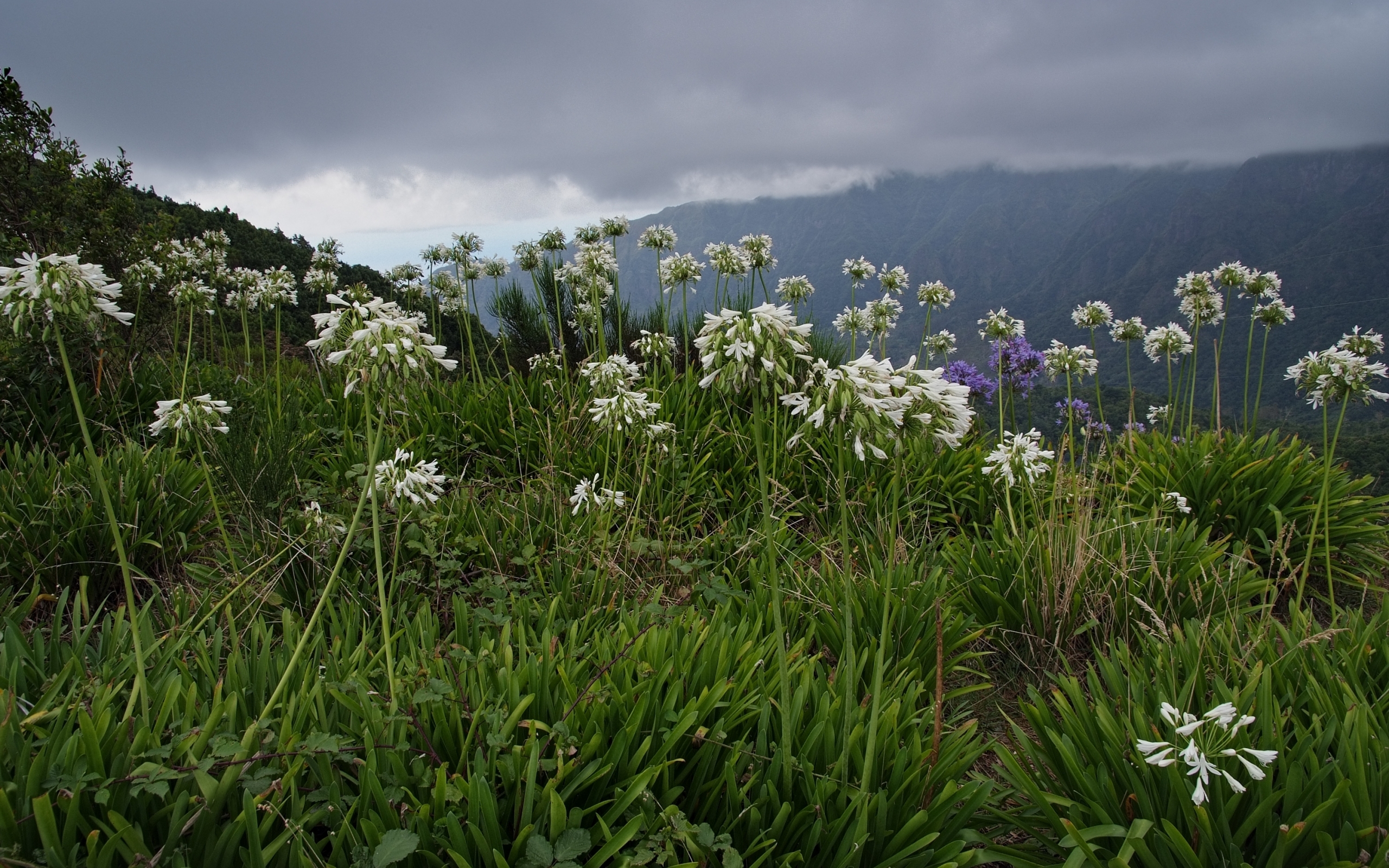 Laden Sie das Blumen, Mountains, Landschaft-Bild kostenlos auf Ihren PC-Desktop herunter