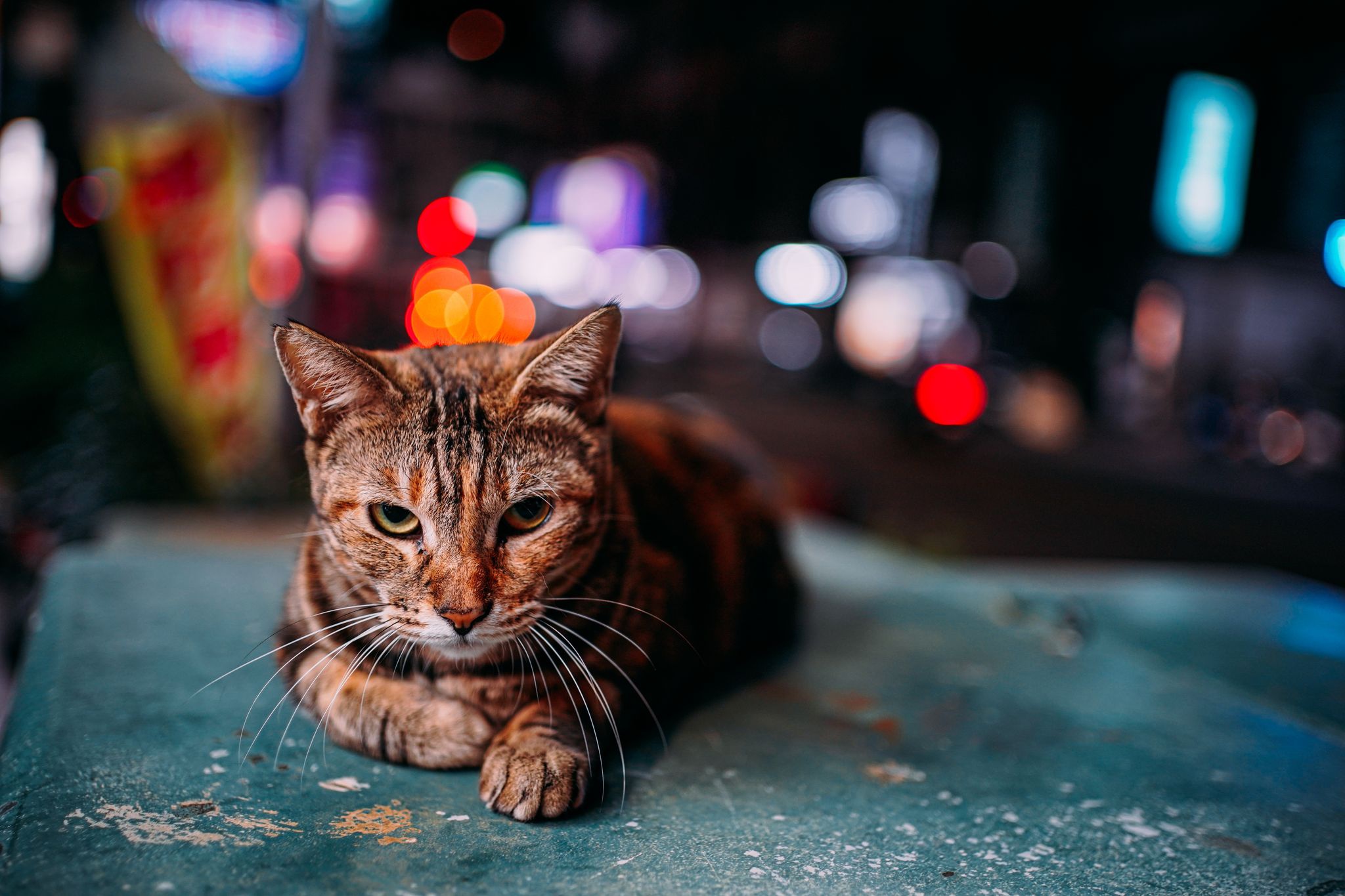 Laden Sie das Tiere, Katzen, Katze-Bild kostenlos auf Ihren PC-Desktop herunter