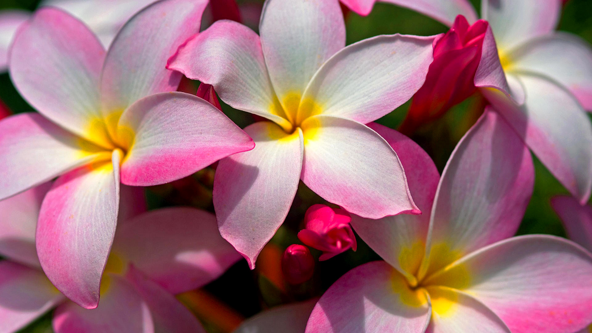 Download mobile wallpaper Nature, Flowers, Flower, Close Up, Earth, Plumeria, Frangipani, Pink Flower for free.
