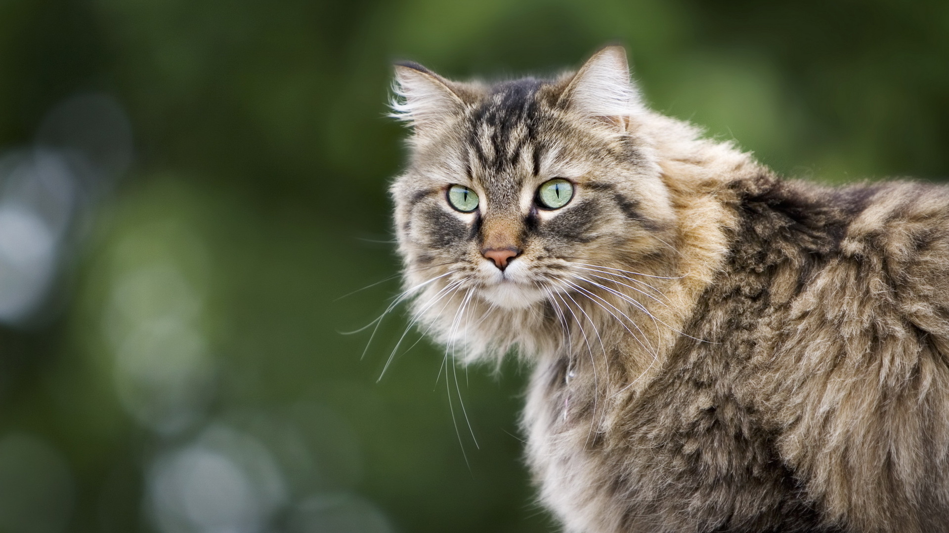 Handy-Wallpaper Tiere, Katze kostenlos herunterladen.