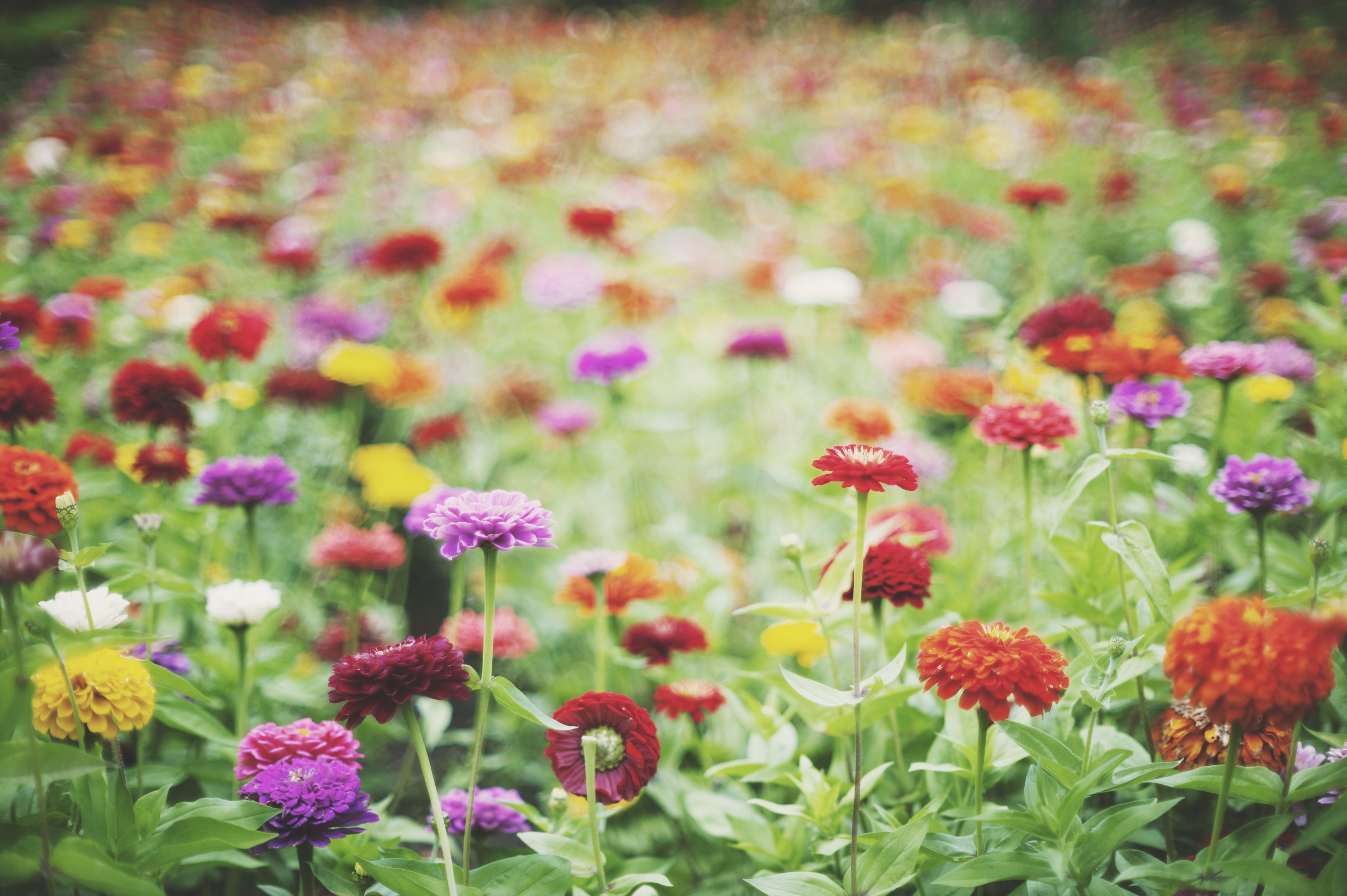 Download mobile wallpaper Nature, Flowers, Summer, Flower, Earth, Yellow Flower, Purple Flower, Red Flower, Depth Of Field for free.