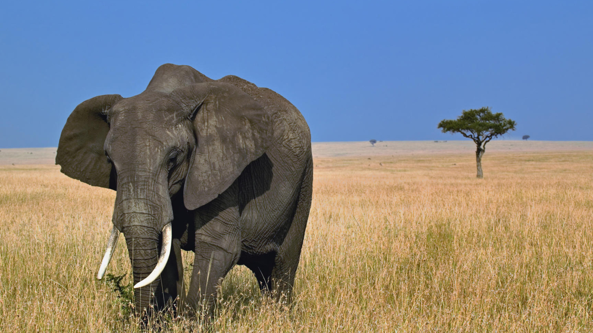 無料モバイル壁紙動物, アフリカゾウをダウンロードします。