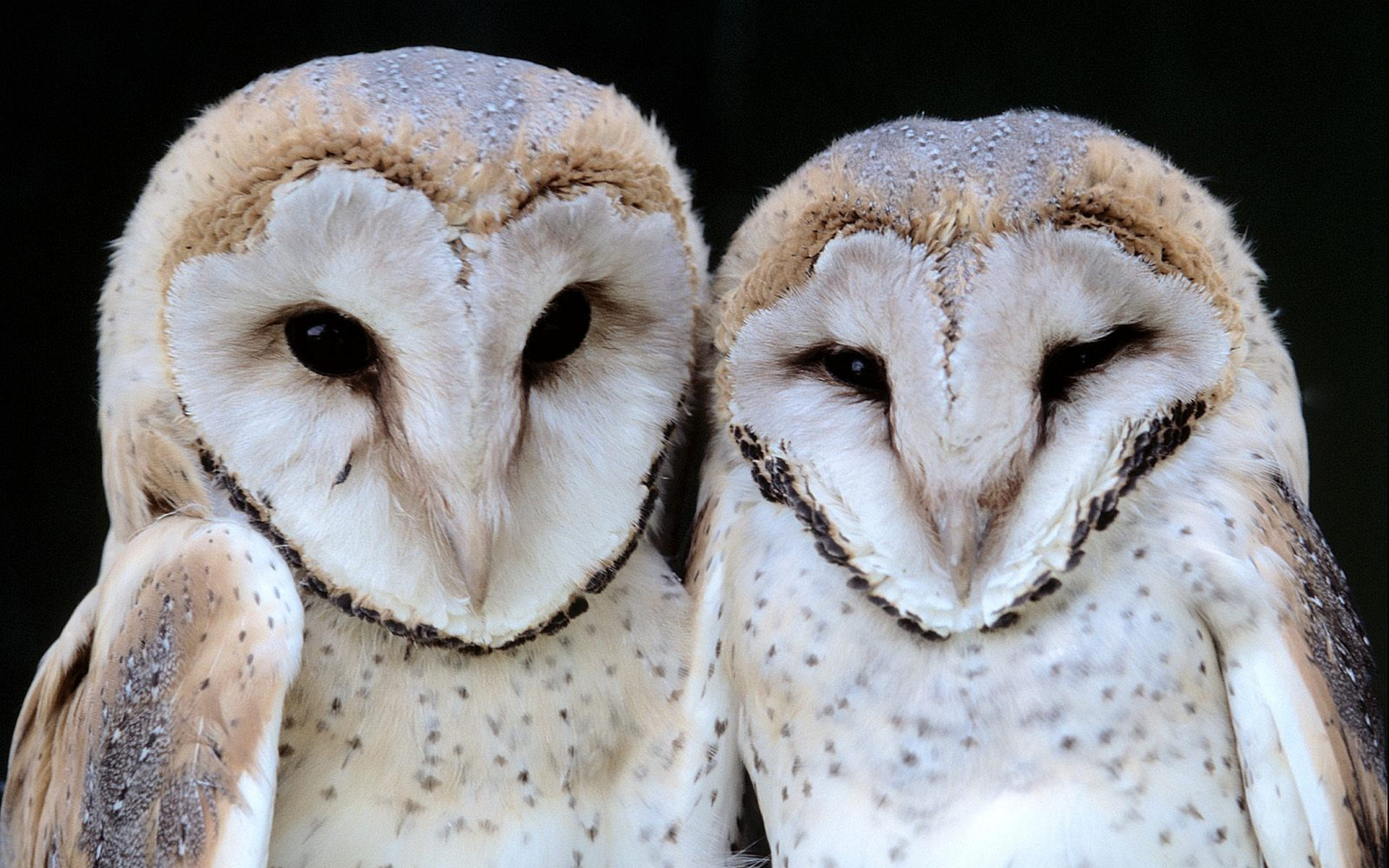 Free download wallpaper Birds, Animal, Barn Owl on your PC desktop