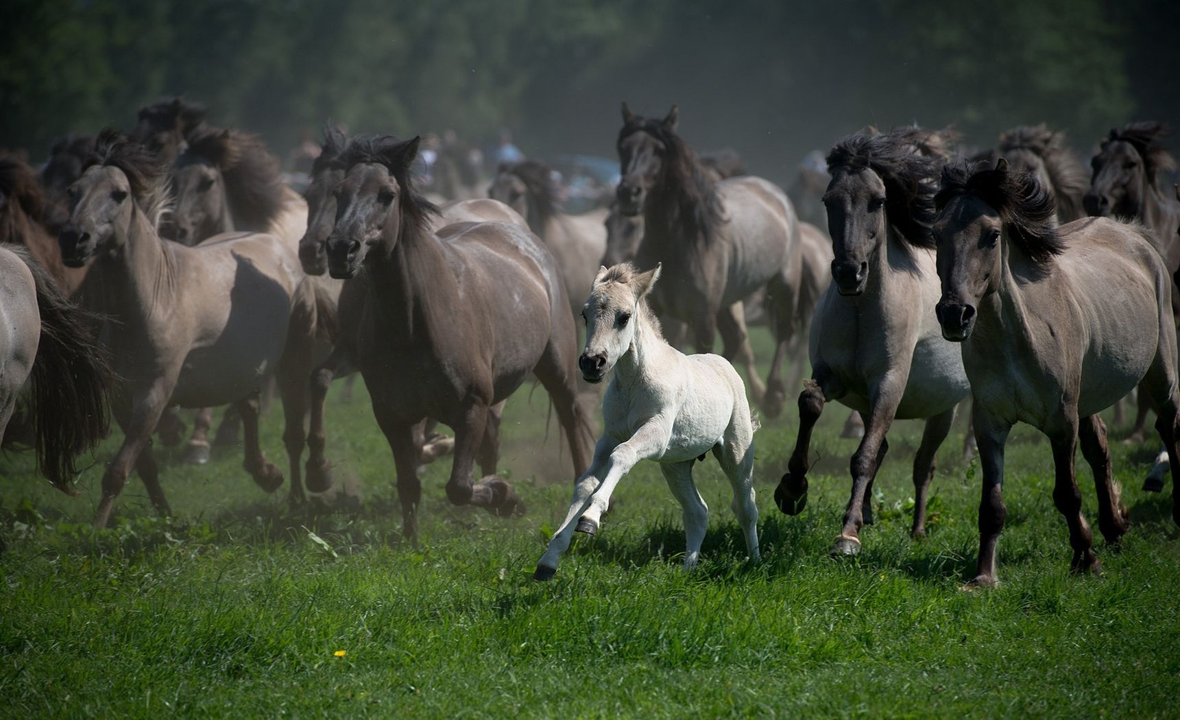 Free download wallpaper Animal, Horse on your PC desktop