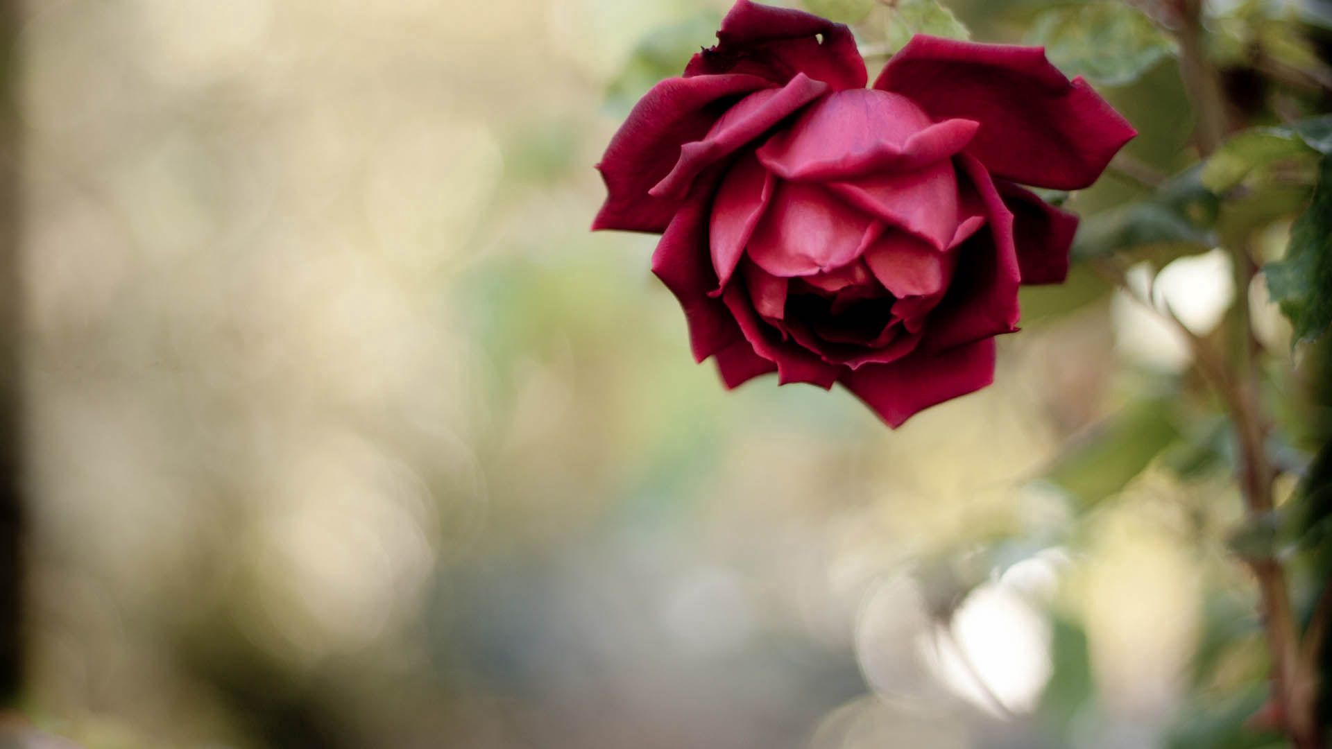 Free download wallpaper Plant, Macro, Rose, Petals, Rose Flower on your PC desktop