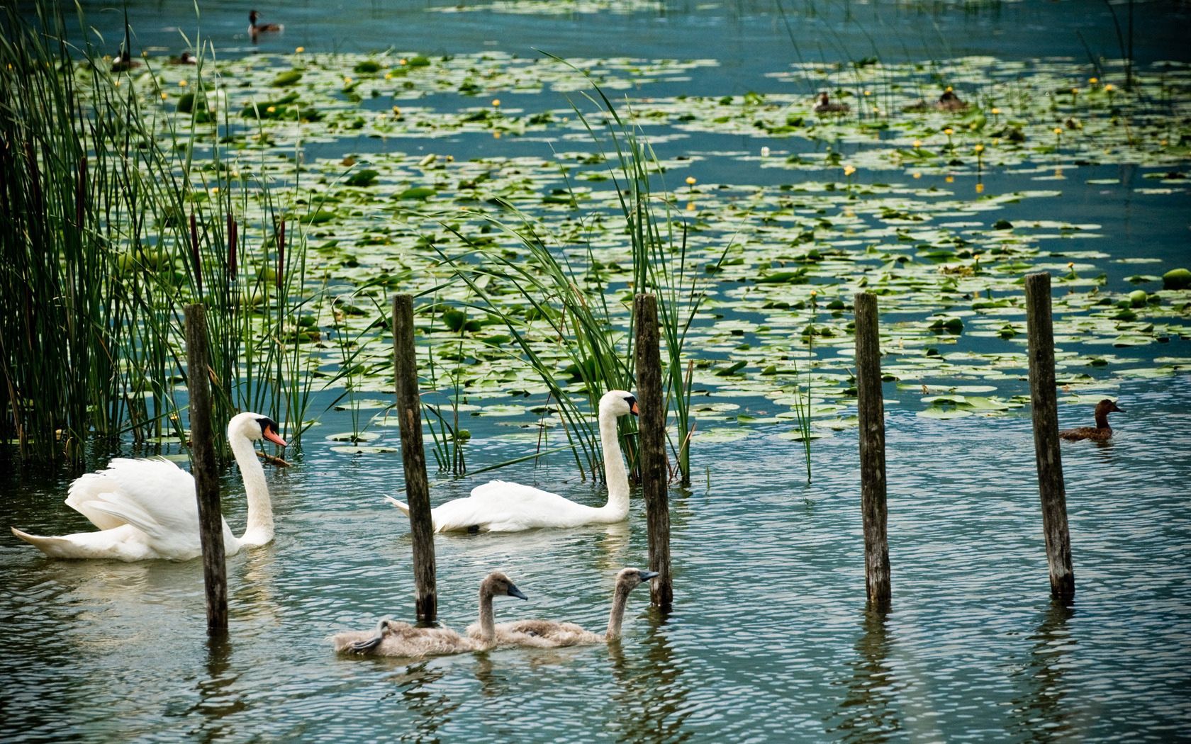 animals, ducks, swans, swamp, lake, greens