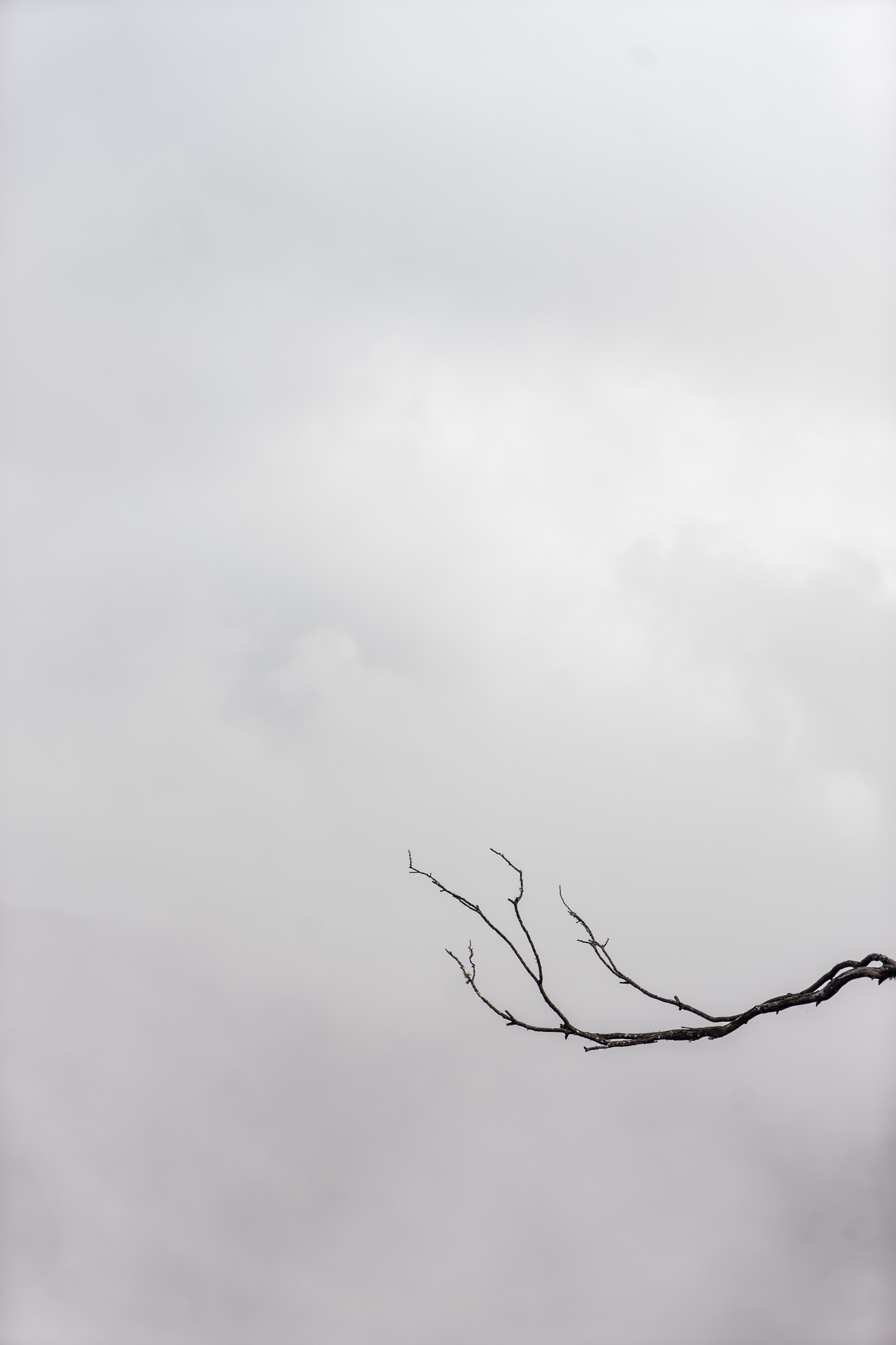 Download mobile wallpaper Chb, Branch, Bw, Sky, Minimalism for free.