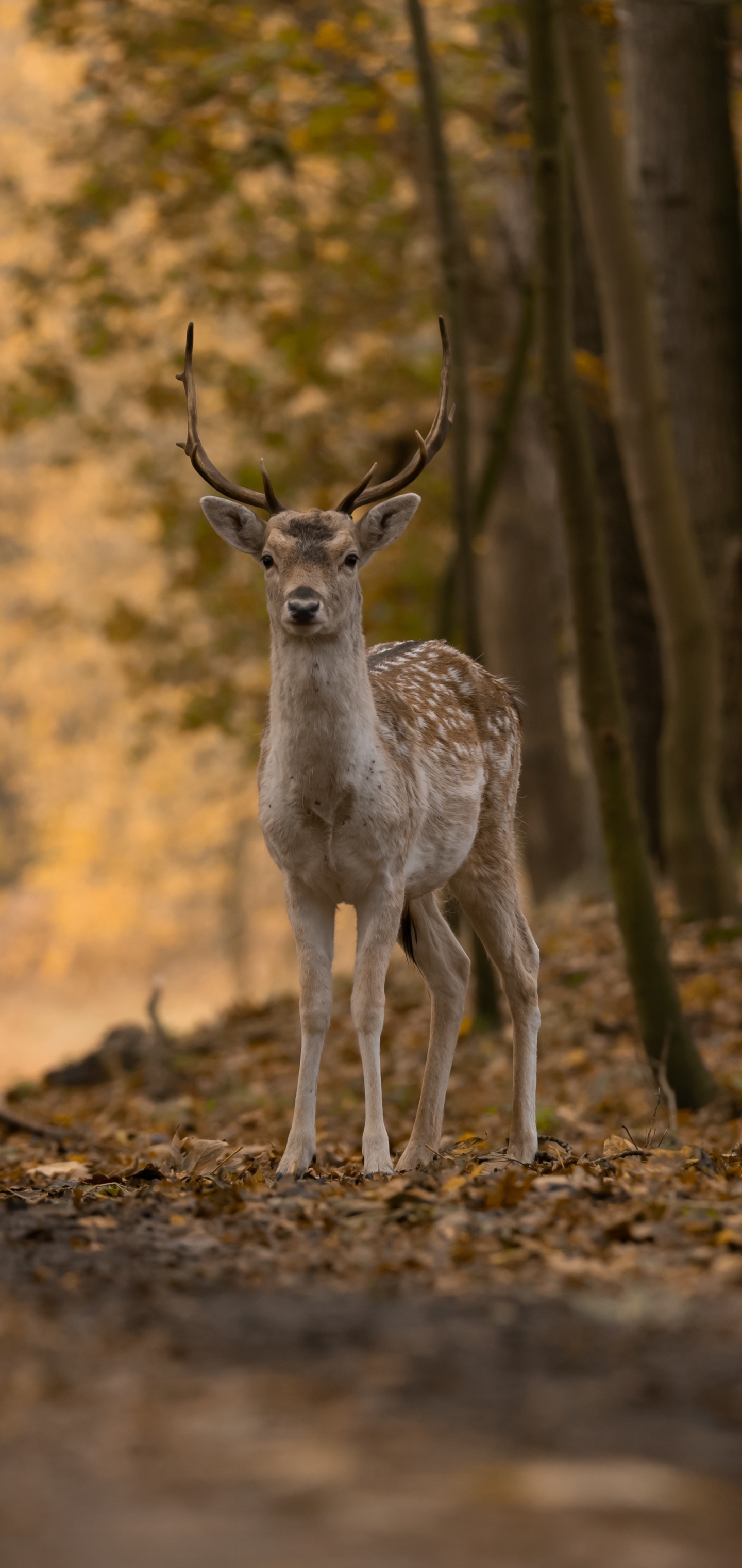 Handy-Wallpaper Tiere, Hirsch kostenlos herunterladen.