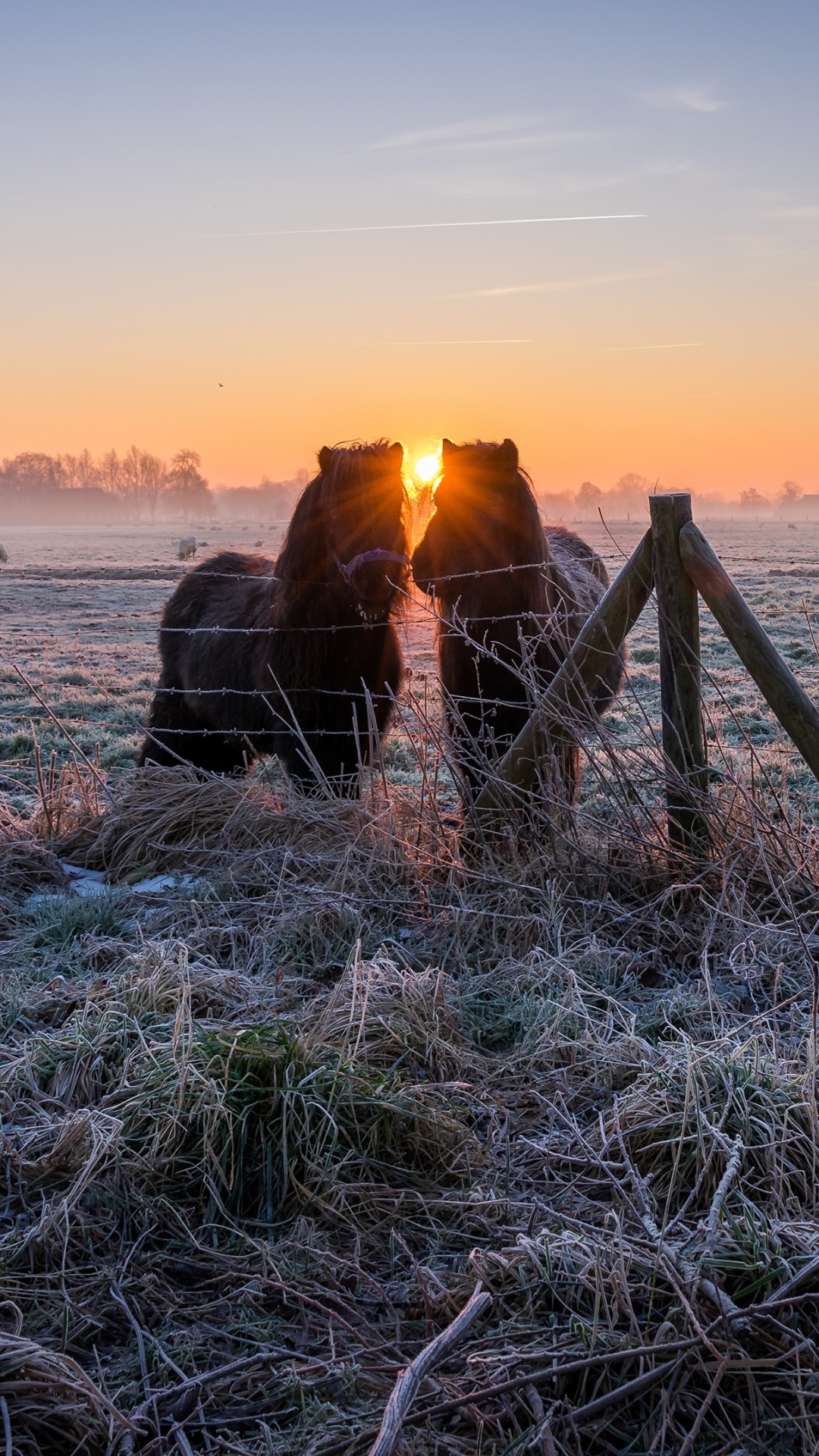 Descarga gratuita de fondo de pantalla para móvil de Animales, Amanecer, Caballo.