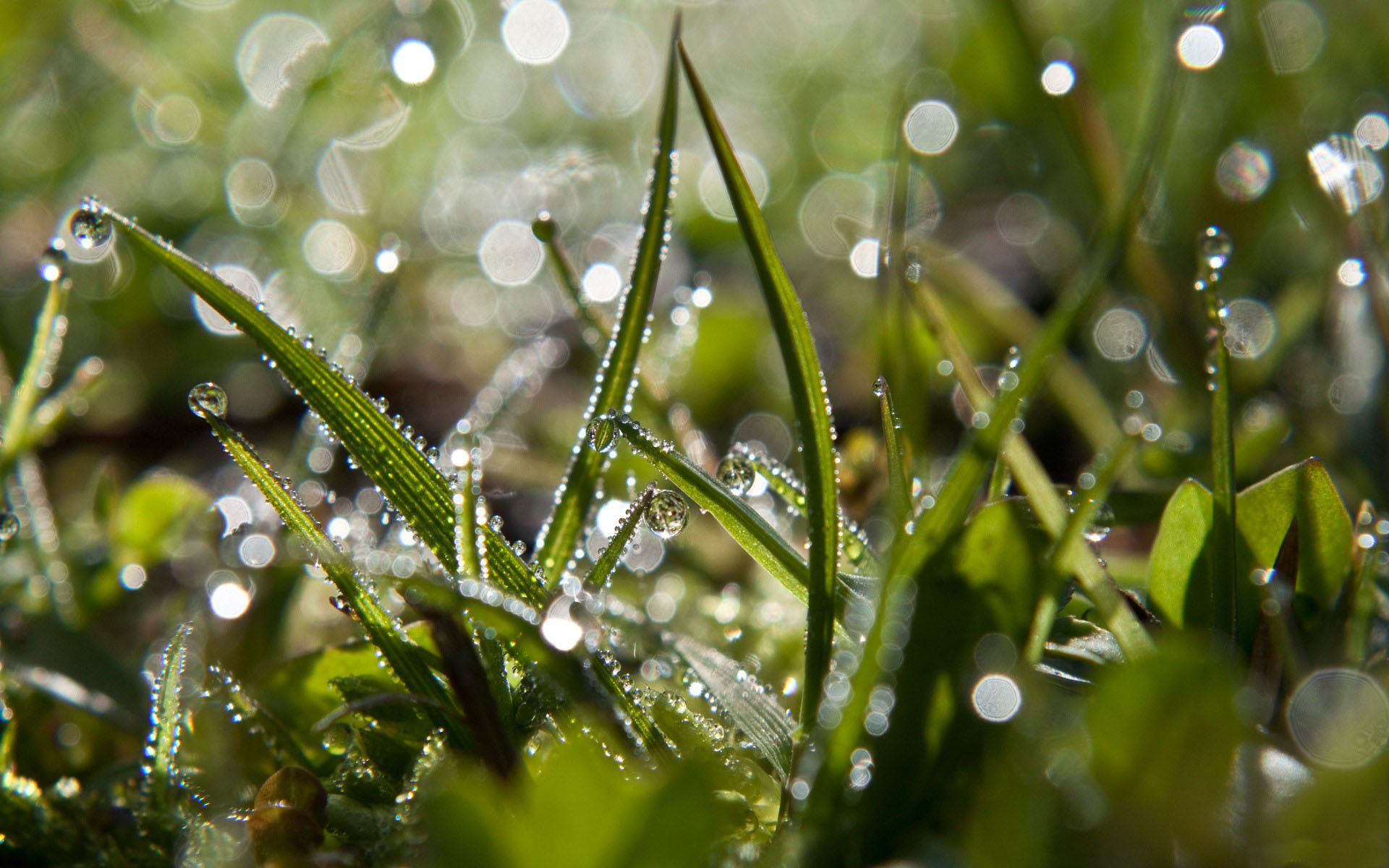 Download mobile wallpaper Nature, Grass, Earth, Bokeh, Water Drop for free.