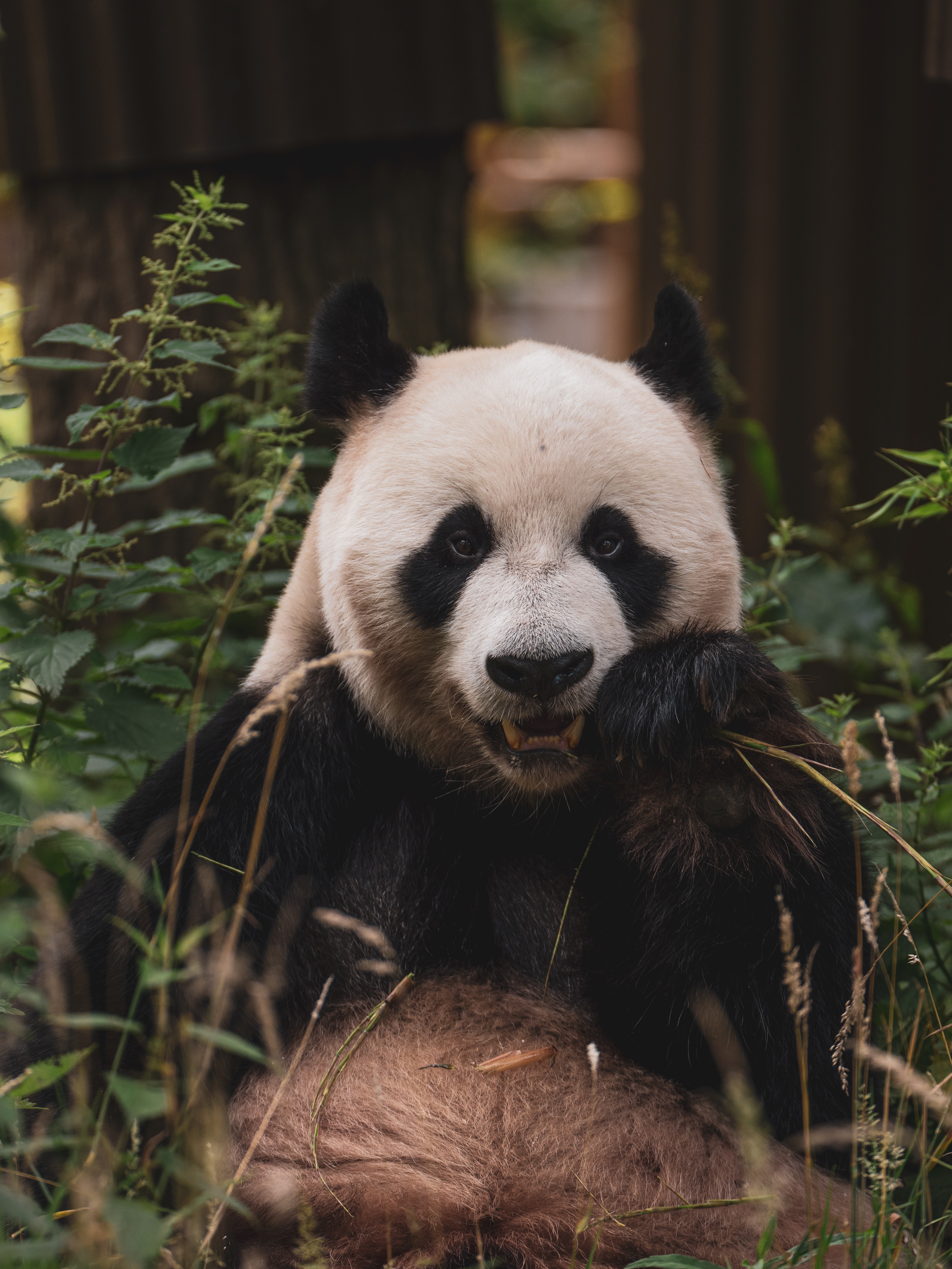 122583 скачать обои животное, бамбук, панда, животные, морда - заставки и картинки бесплатно