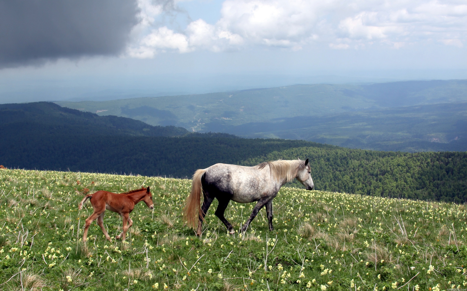 Free download wallpaper Animal, Horse on your PC desktop