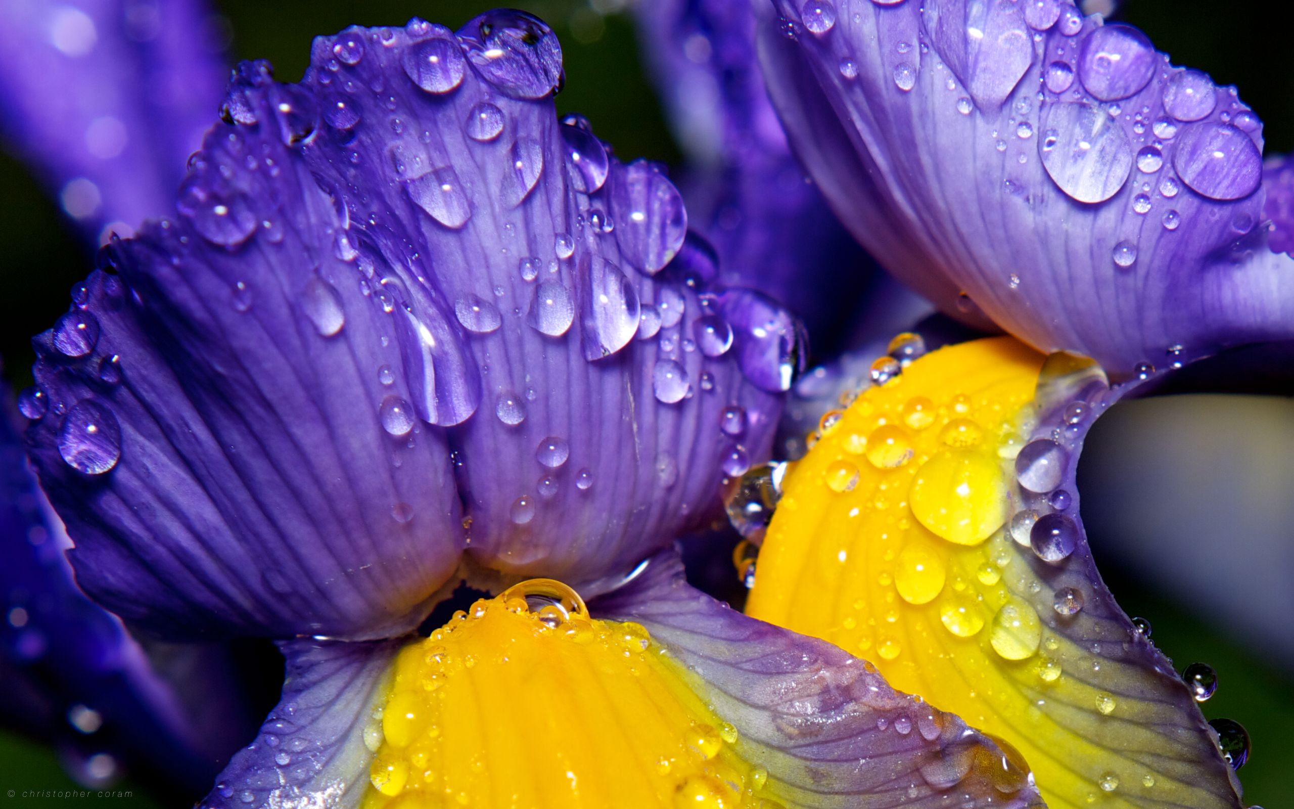 PCデスクトップに雨, 地球, 花弁, 水滴画像を無料でダウンロード