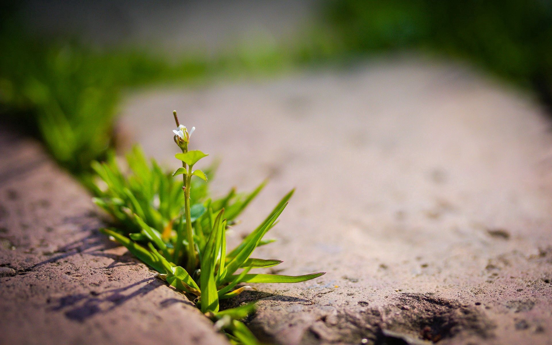Download mobile wallpaper Sprout, Macro, Plant for free.