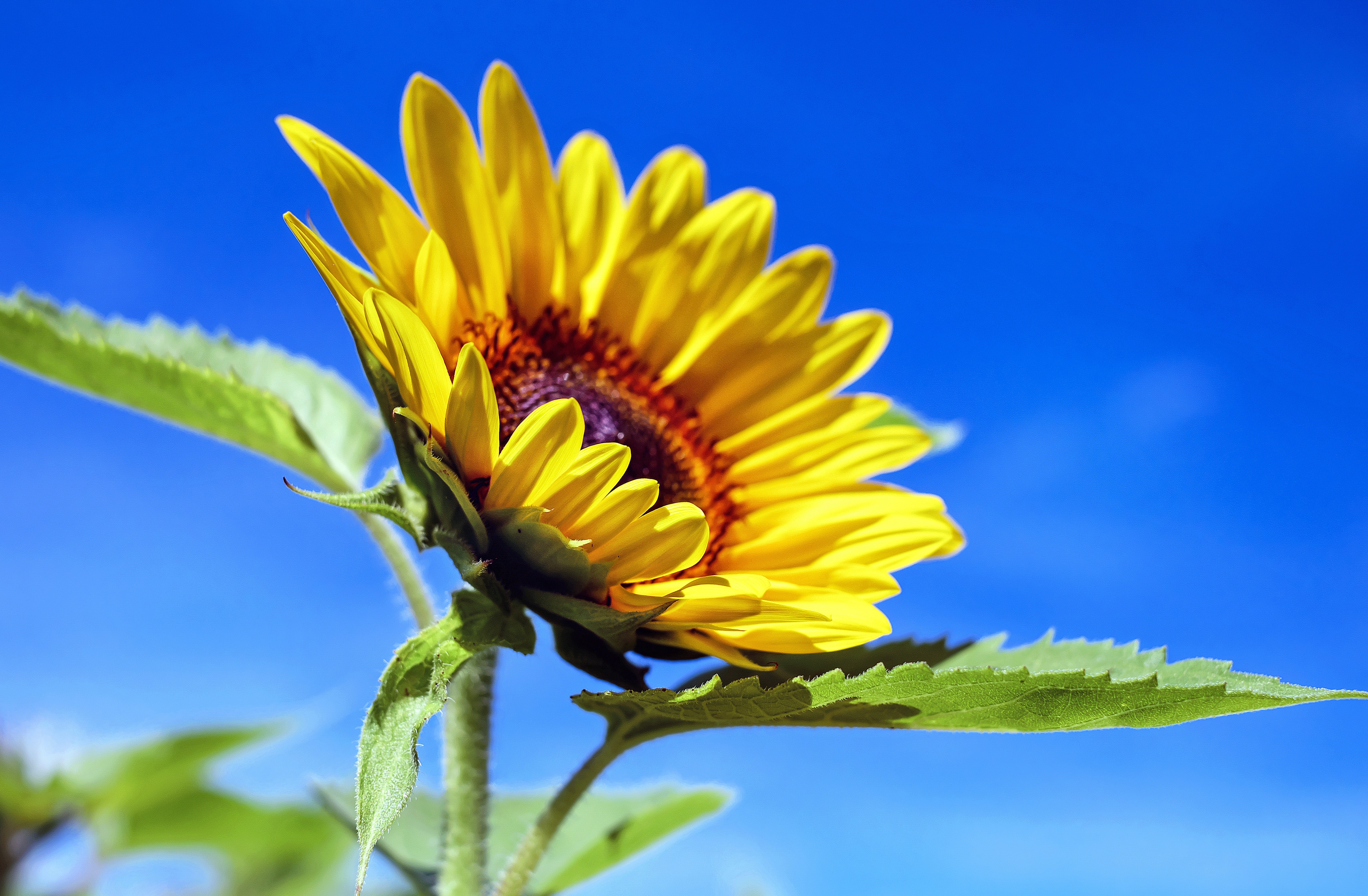 388717 Hintergrundbilder und Sonnenblume Bilder auf dem Desktop. Laden Sie  Bildschirmschoner kostenlos auf den PC herunter