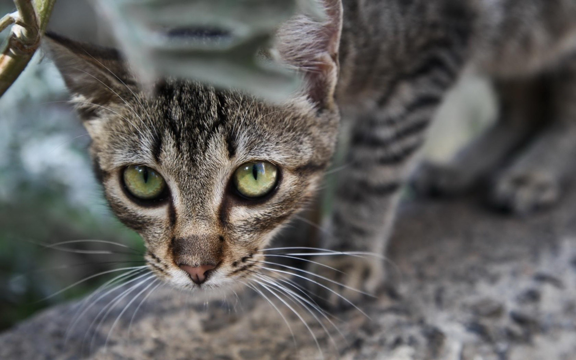 Baixe gratuitamente a imagem Animais, Gatos, Gato na área de trabalho do seu PC