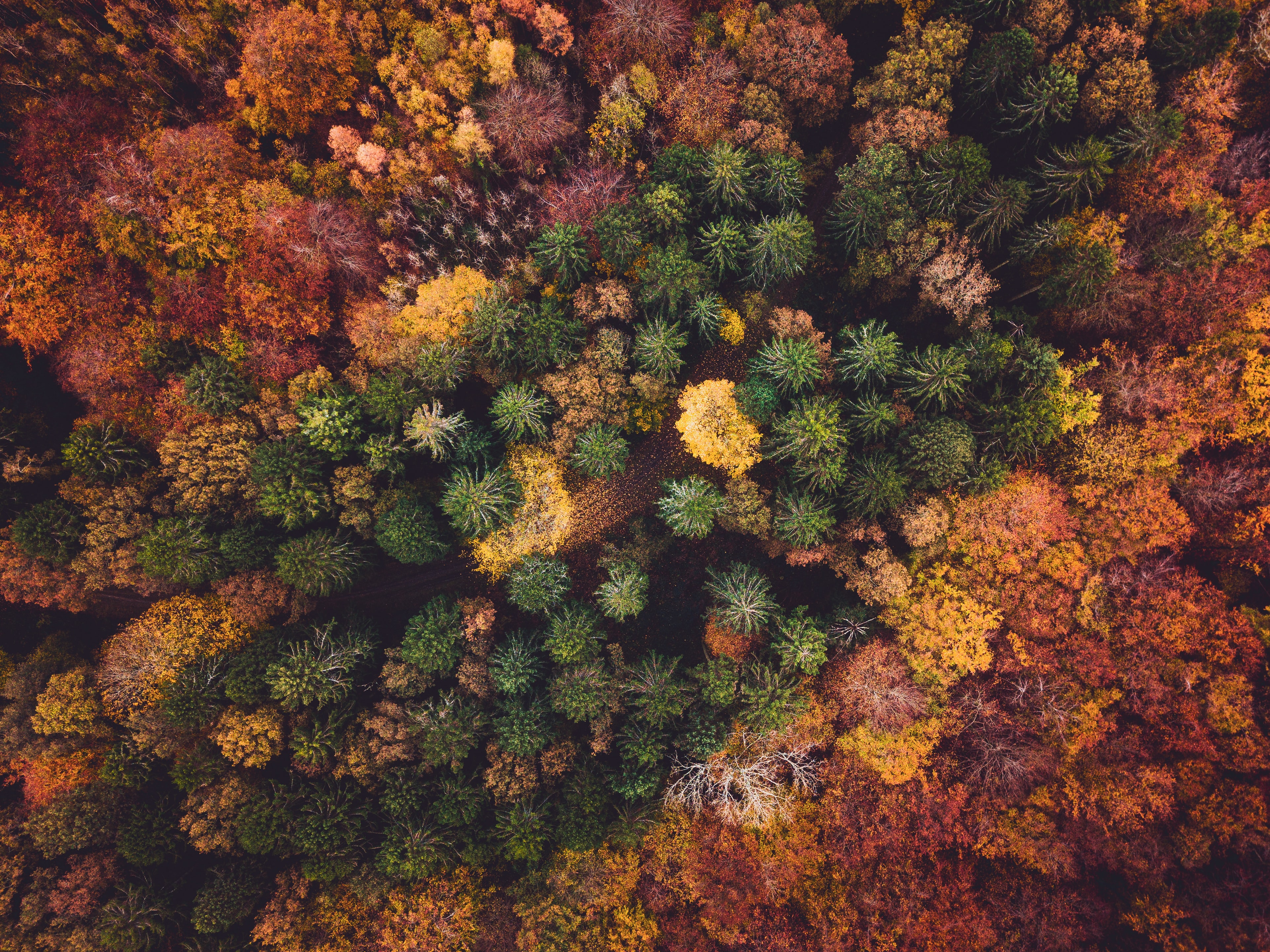 Скачать обои бесплатно Вид Сверху, Природа, Лес, Деревья, Осень картинка на рабочий стол ПК
