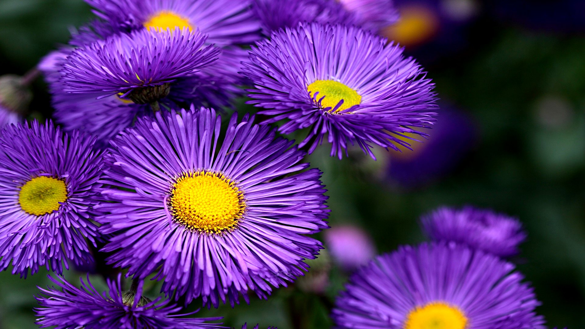 Téléchargez gratuitement l'image Fleurs, Fleur, Terre/nature sur le bureau de votre PC